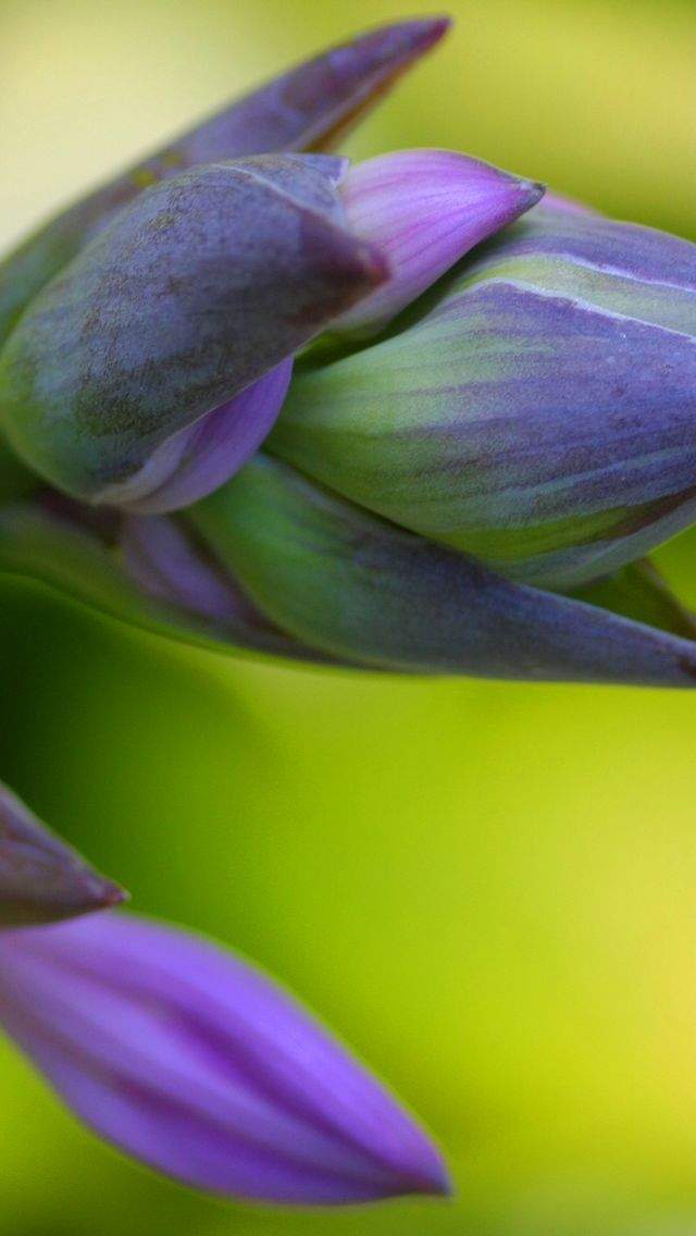 高清鲜花小清新绿色护眼花卉手机壁纸图片