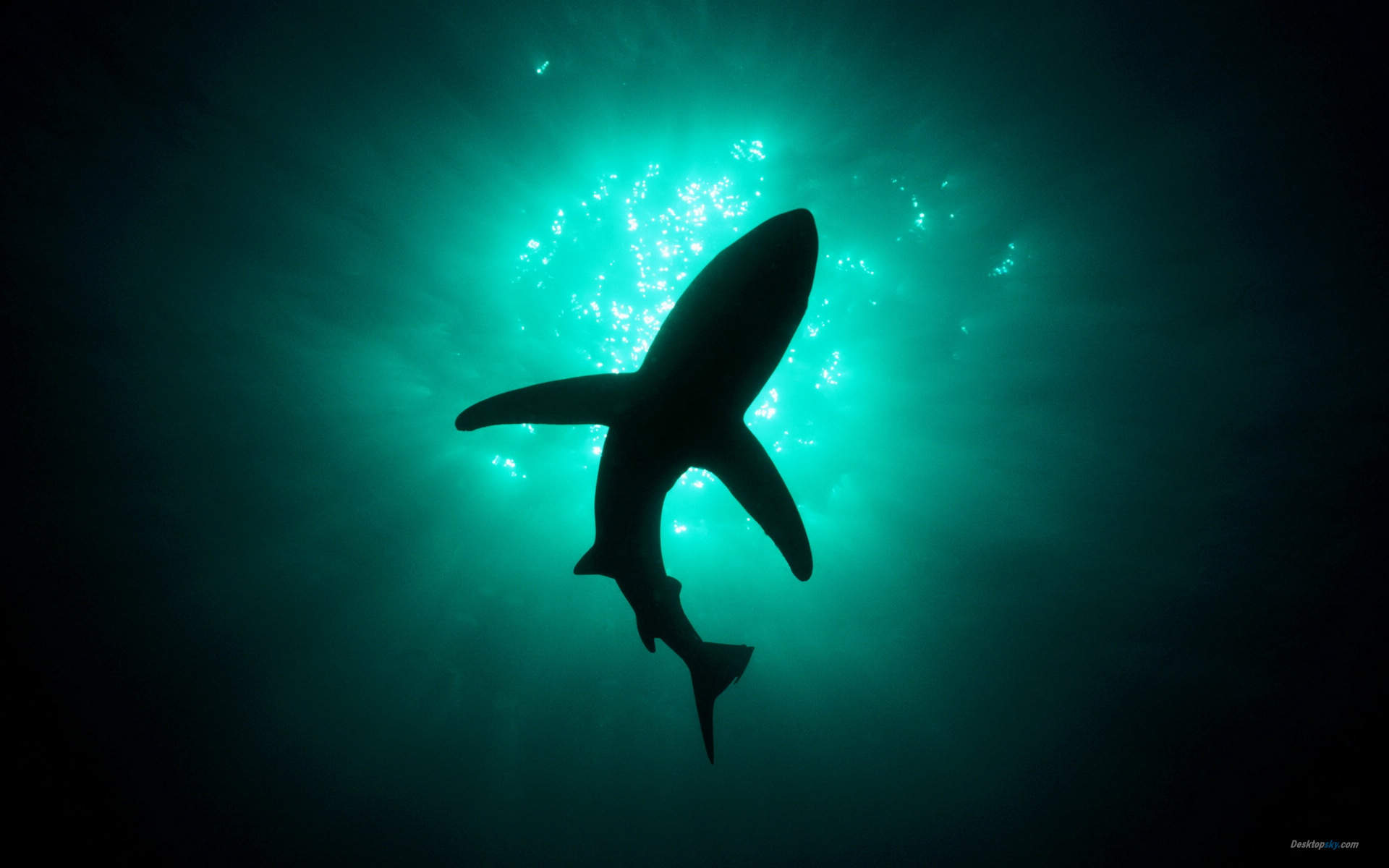 海洋生物可爱的海豚桌面壁纸图片