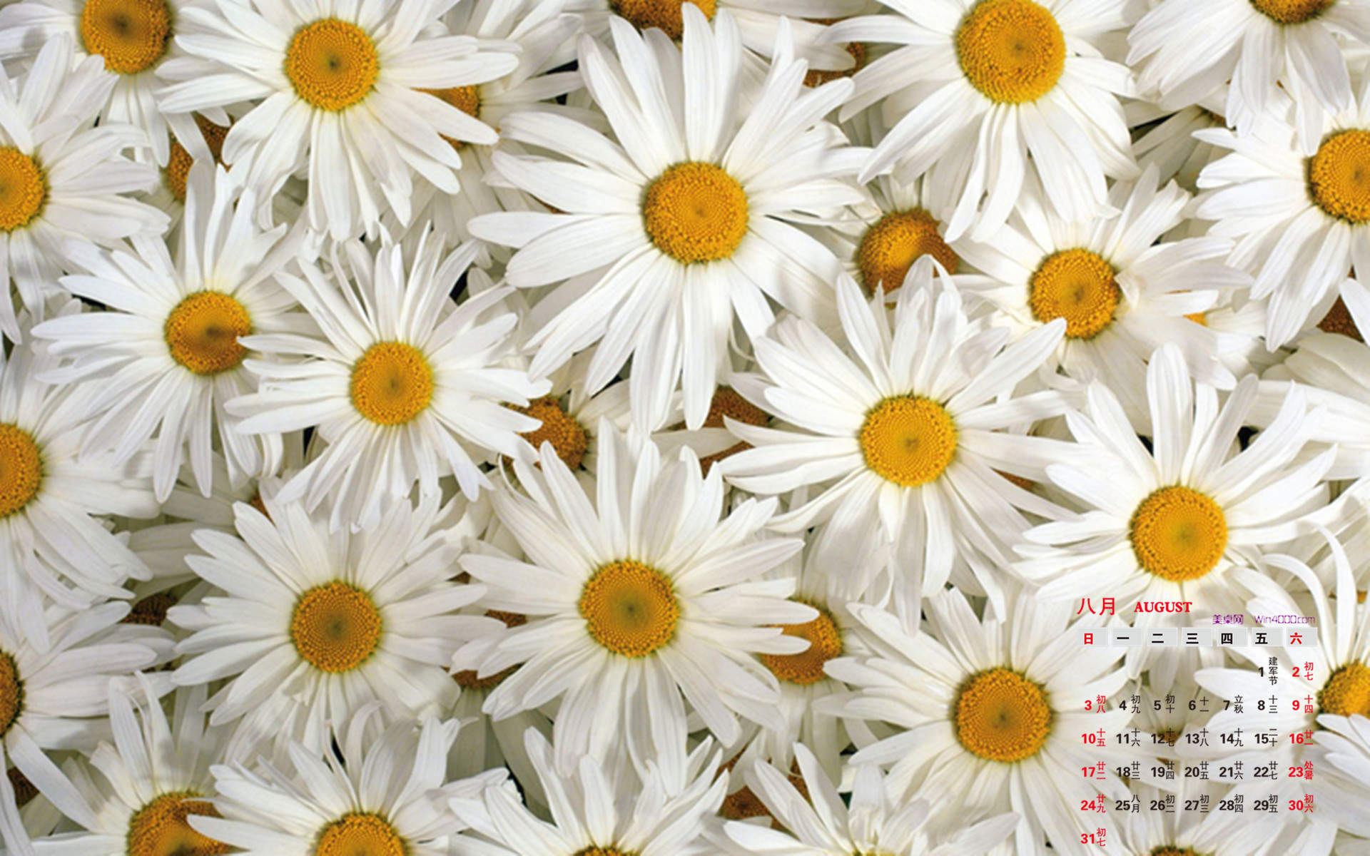 花卉壁纸图片