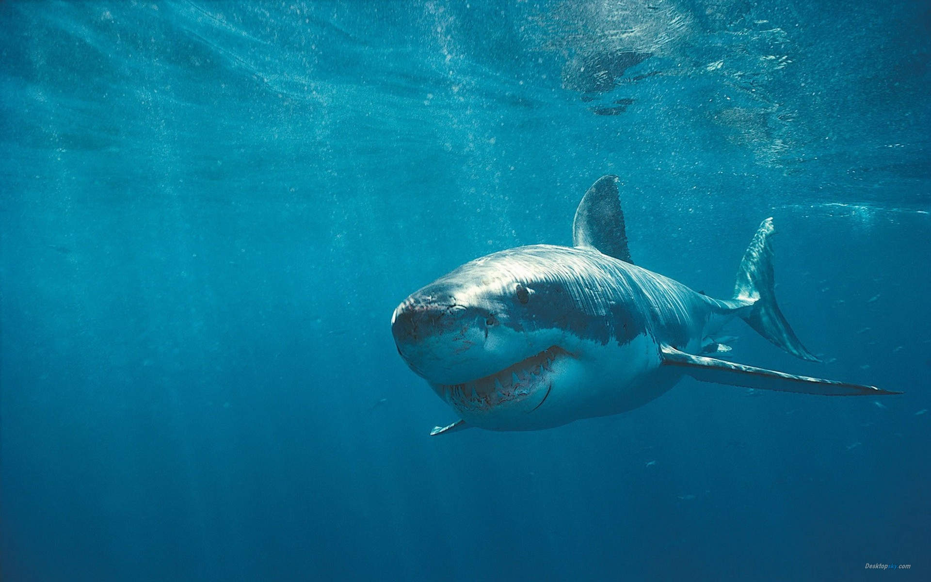 海洋生物可爱的海豚桌面壁纸图片