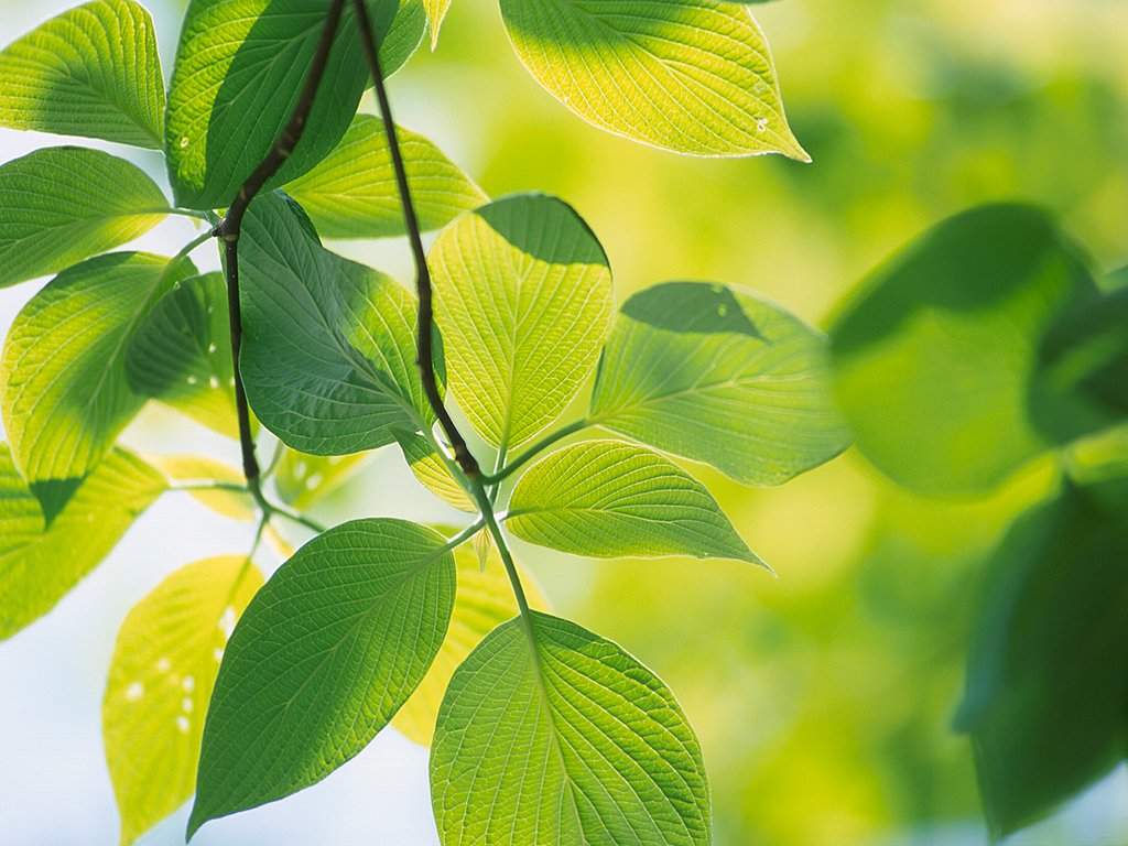 唯美树叶微距摄影高清宽屏壁纸图片