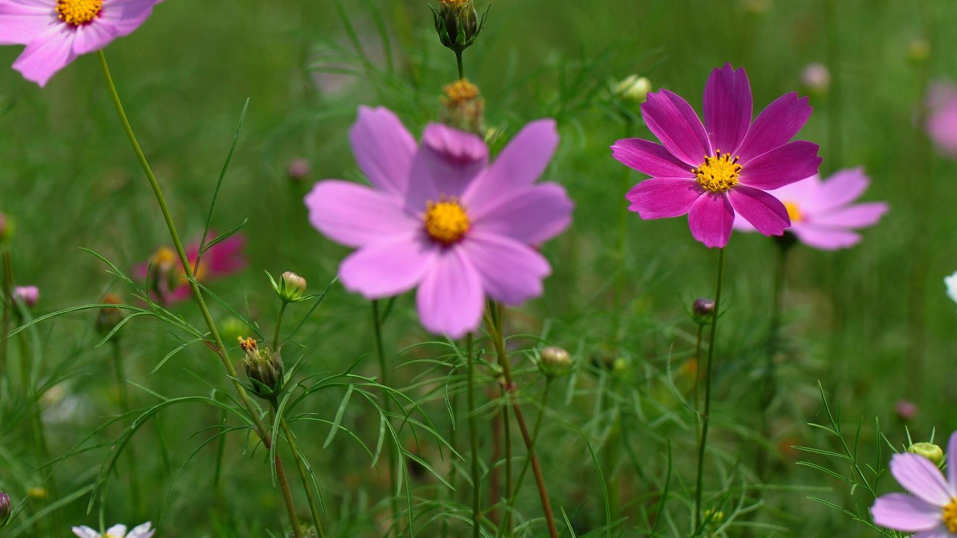 格桑花图片