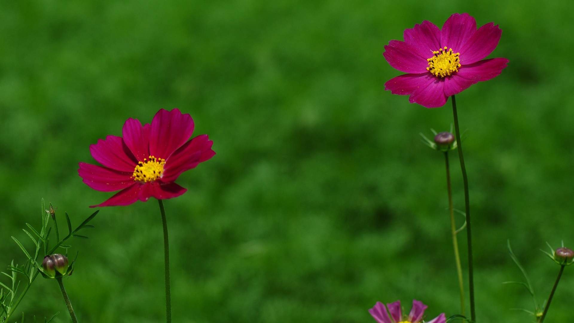 格桑花图片