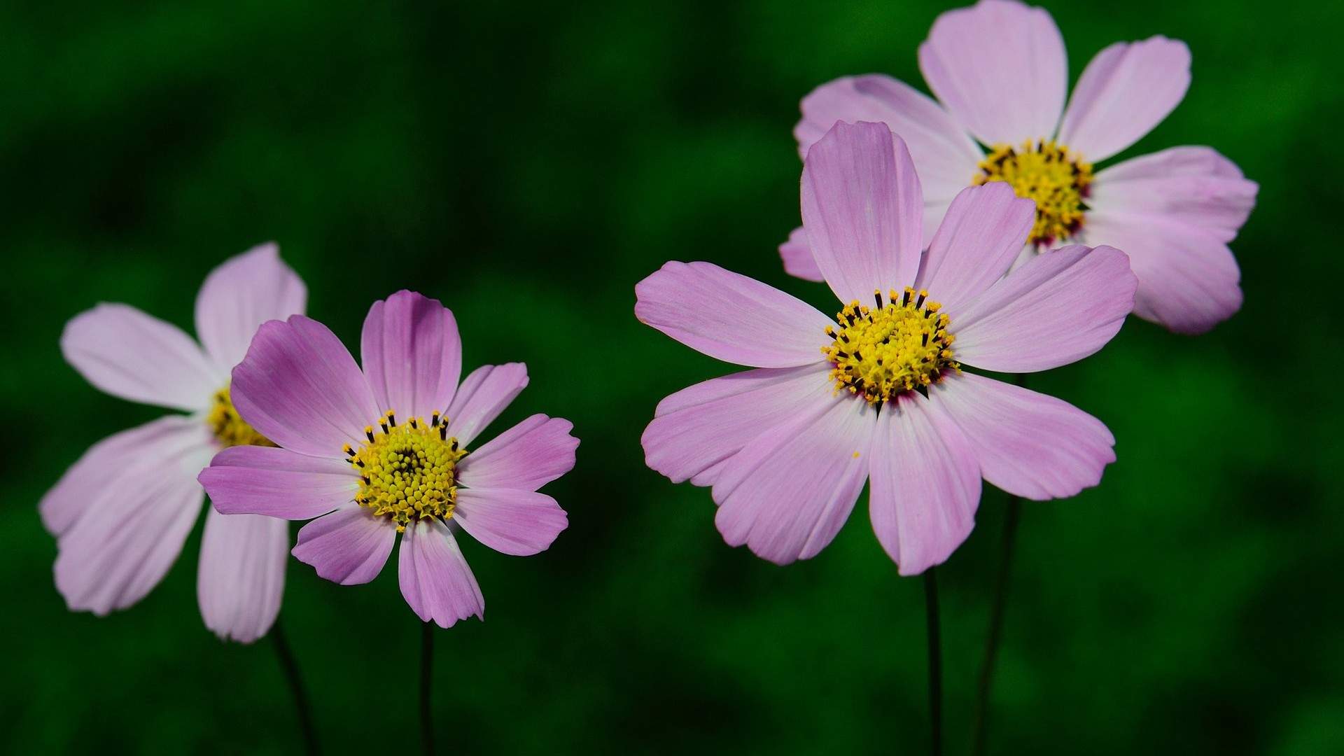格桑花图片
