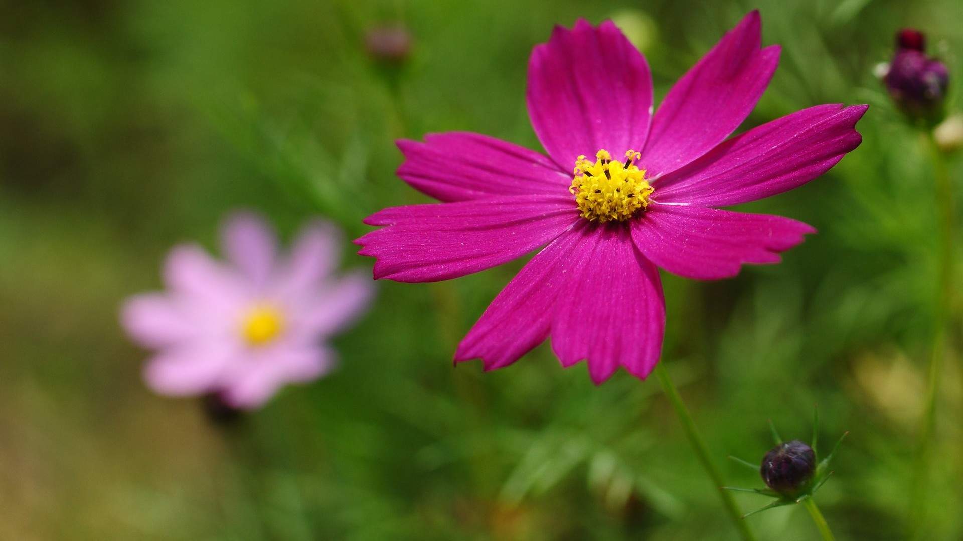 格桑花图片