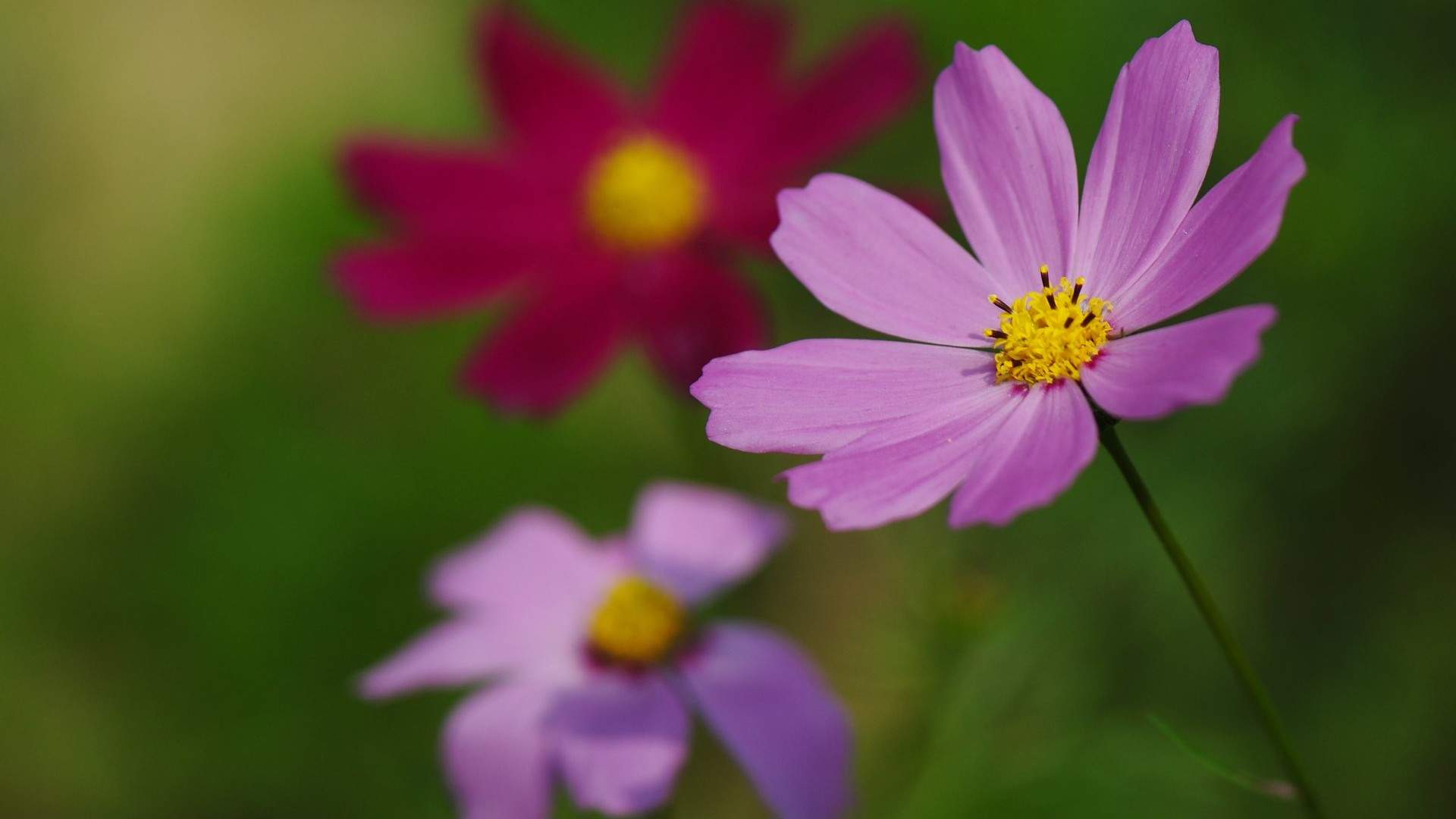 格桑花图片