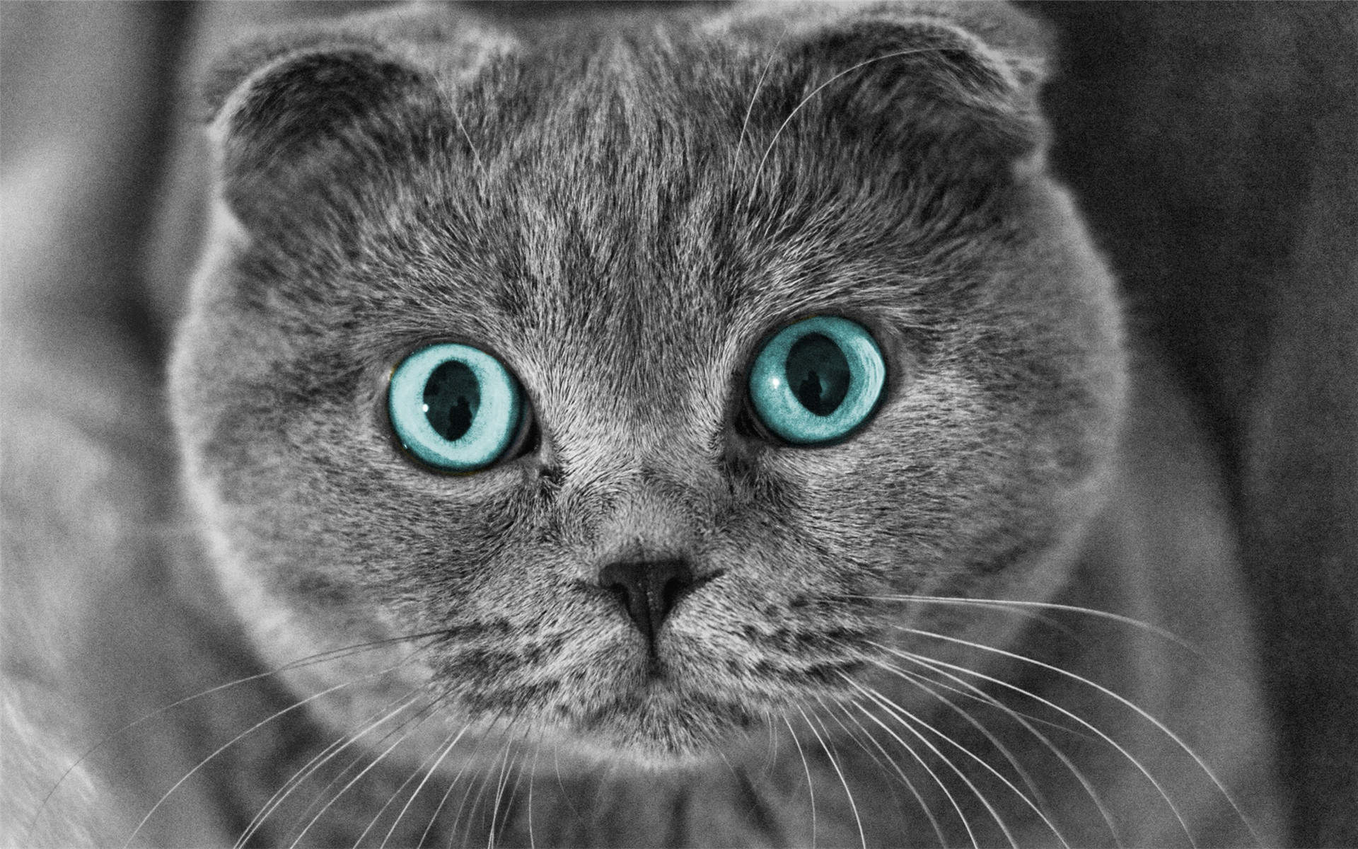 卡通熊猫桌面壁纸治愈系文字语录图片第四辑图片