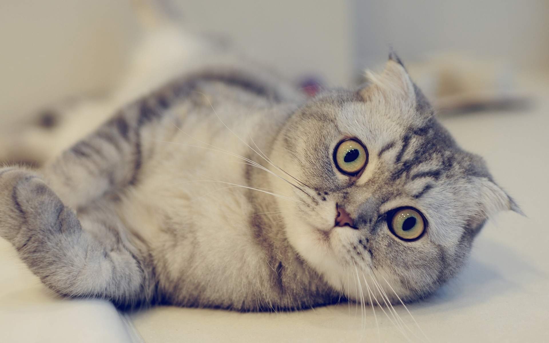微博漫画家郭斯特的猫可爱动物写真图片图片
