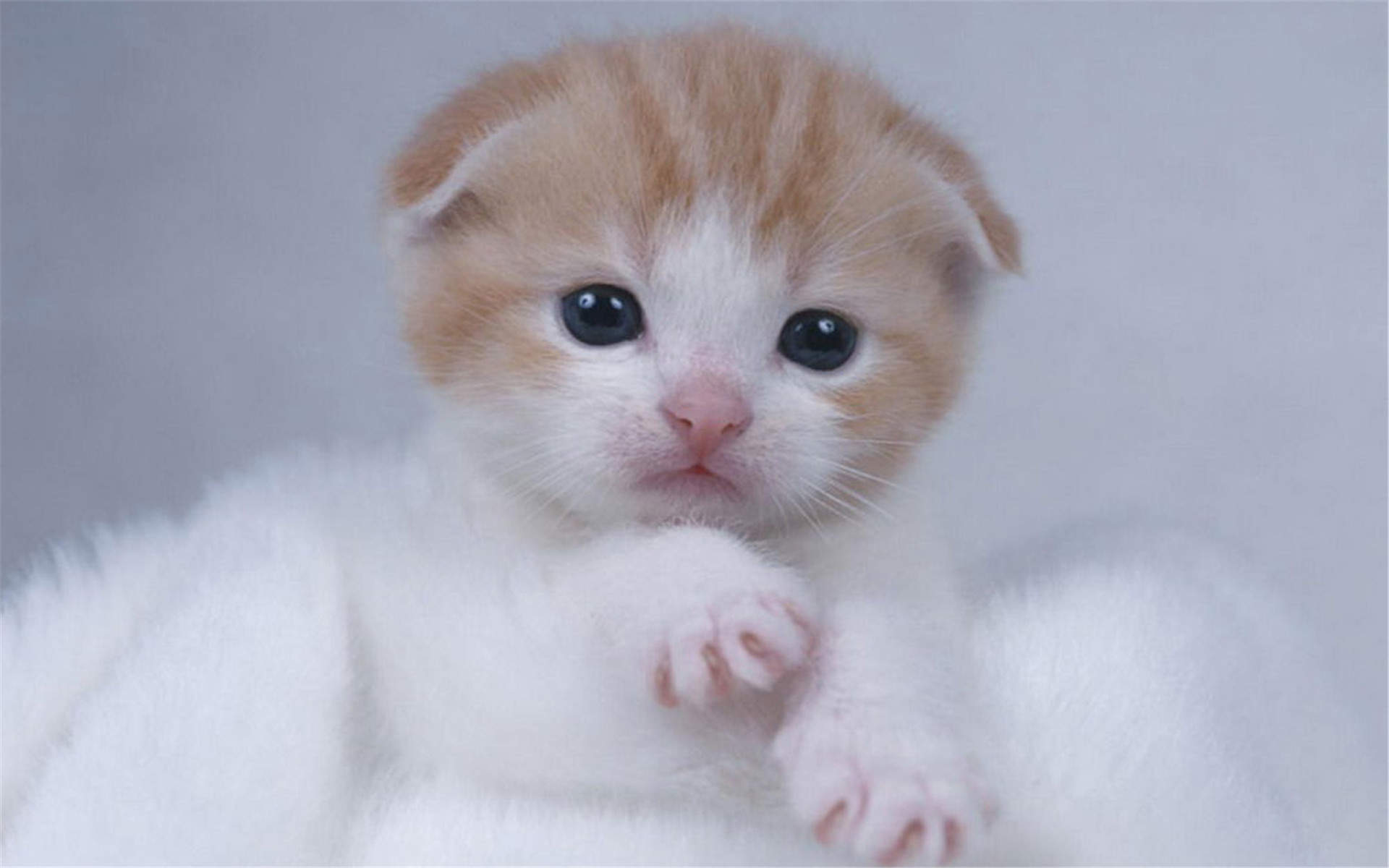 微博漫画家郭斯特的猫可爱动物写真图片图片