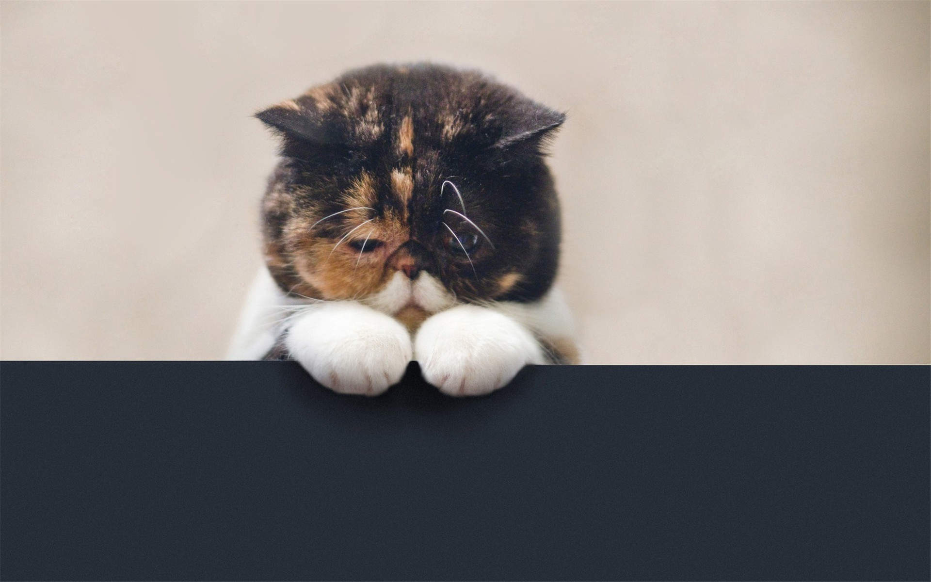 微博漫画家郭斯特的猫可爱动物写真图片图片