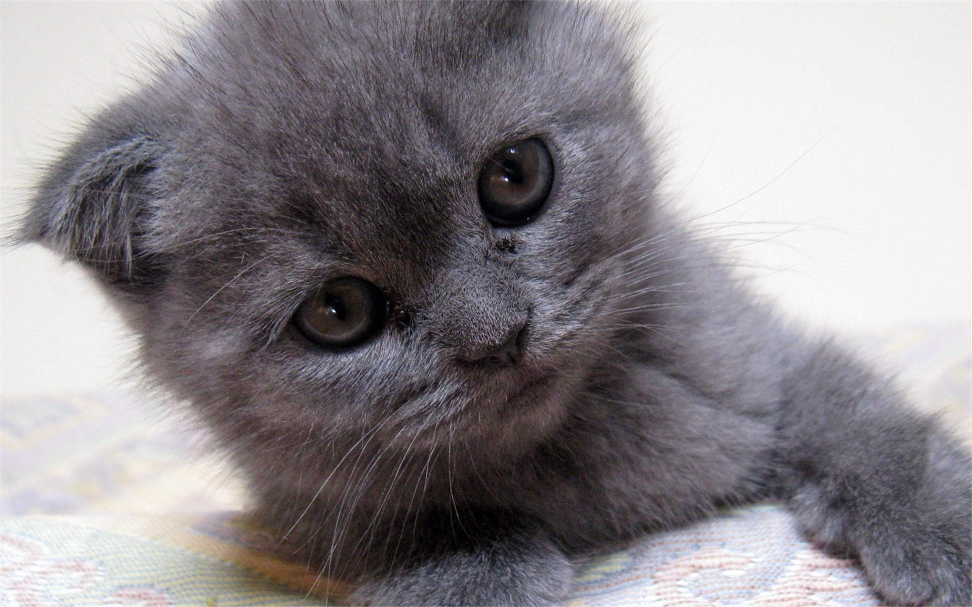 微博漫画家郭斯特的猫可爱动物写真图片图片