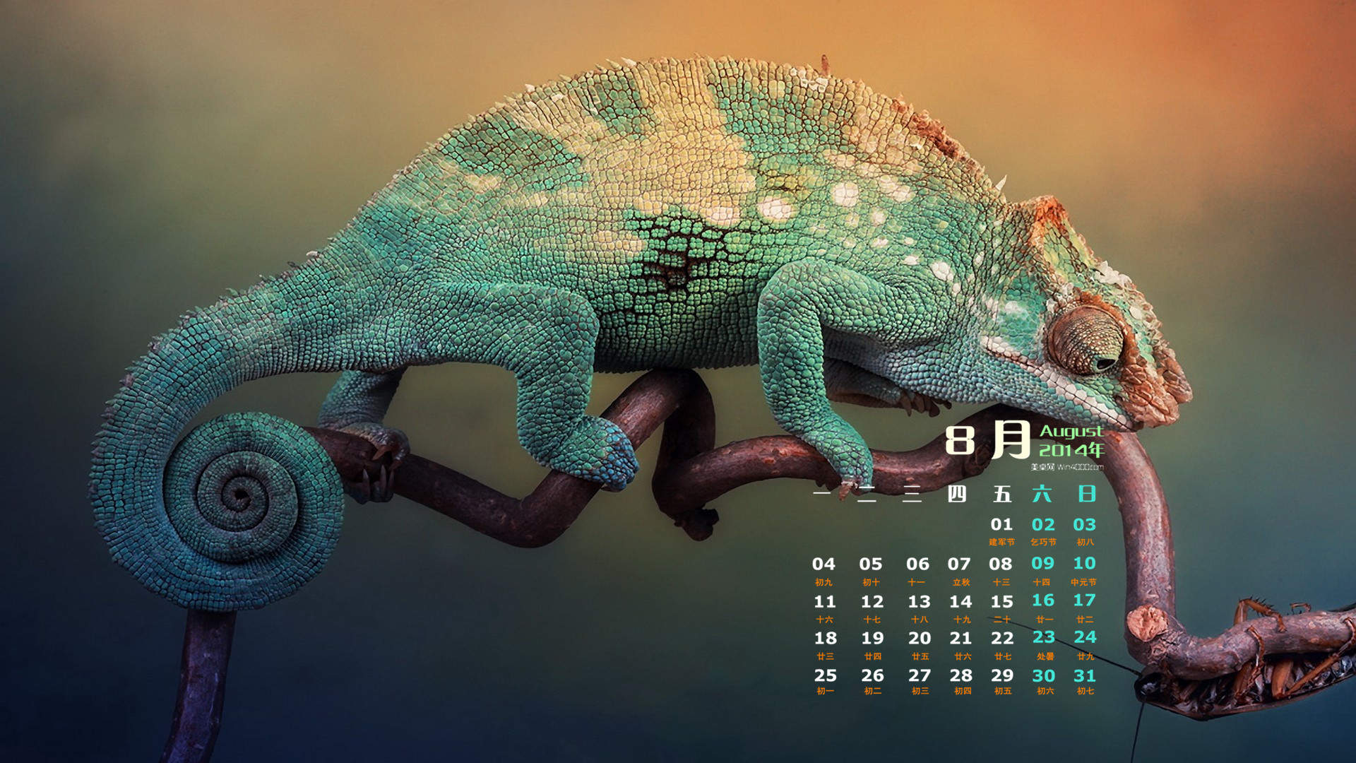 2014年8月日历桌面壁纸超萌的可爱小动物图片图片