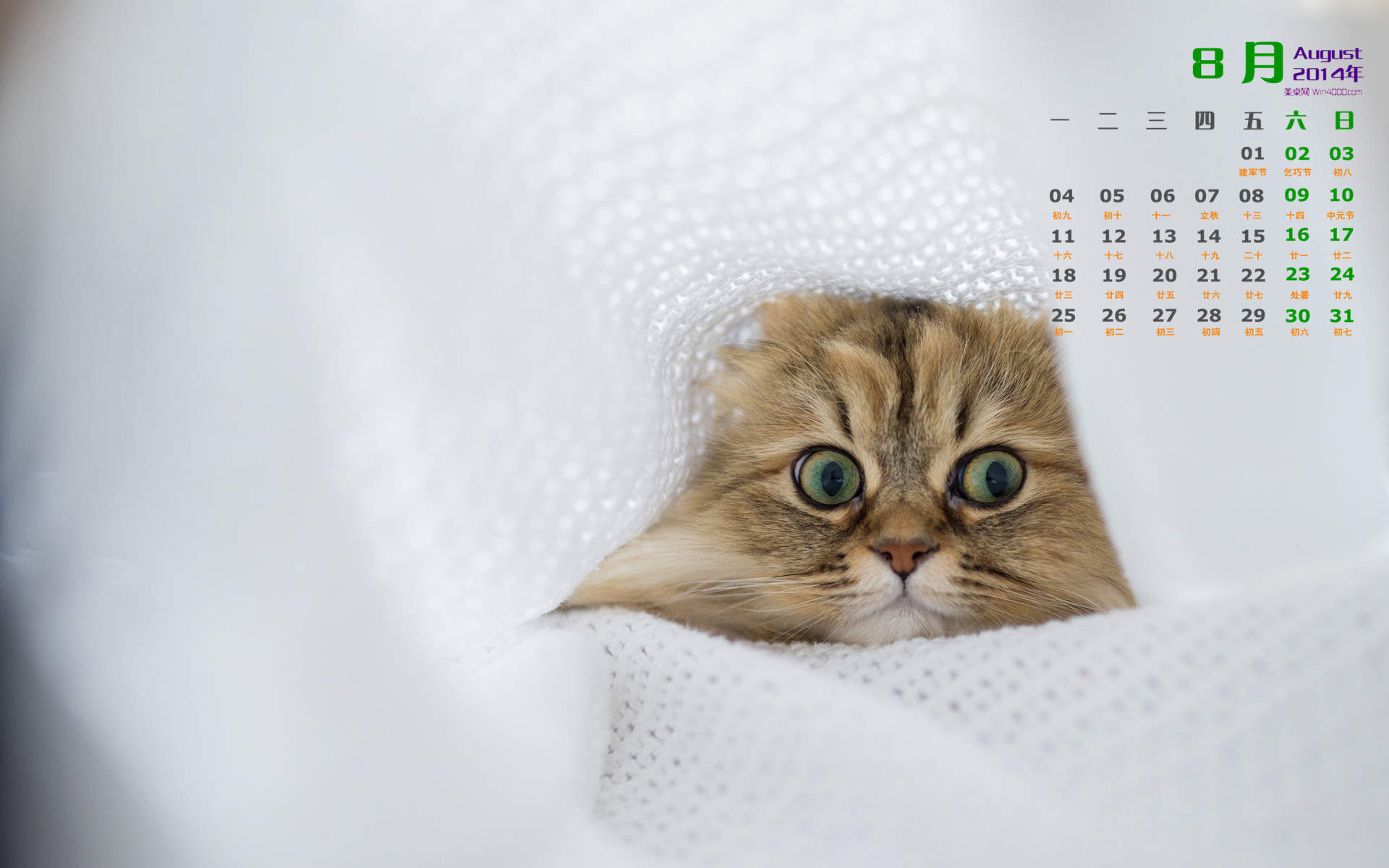 可爱动物猫咪高清桌面壁纸图片