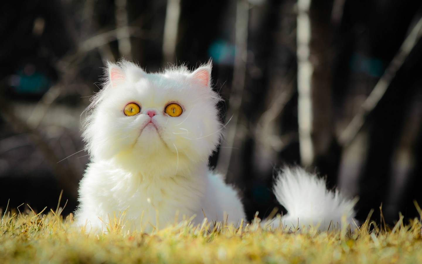 2014年10月日历喵星人可爱猫咪高清电脑壁纸(二)图片