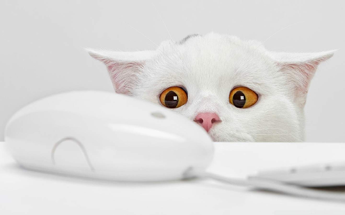 2015年1月日历壁纸惹人怜爱的可爱猫咪大图高清图集第一辑图片