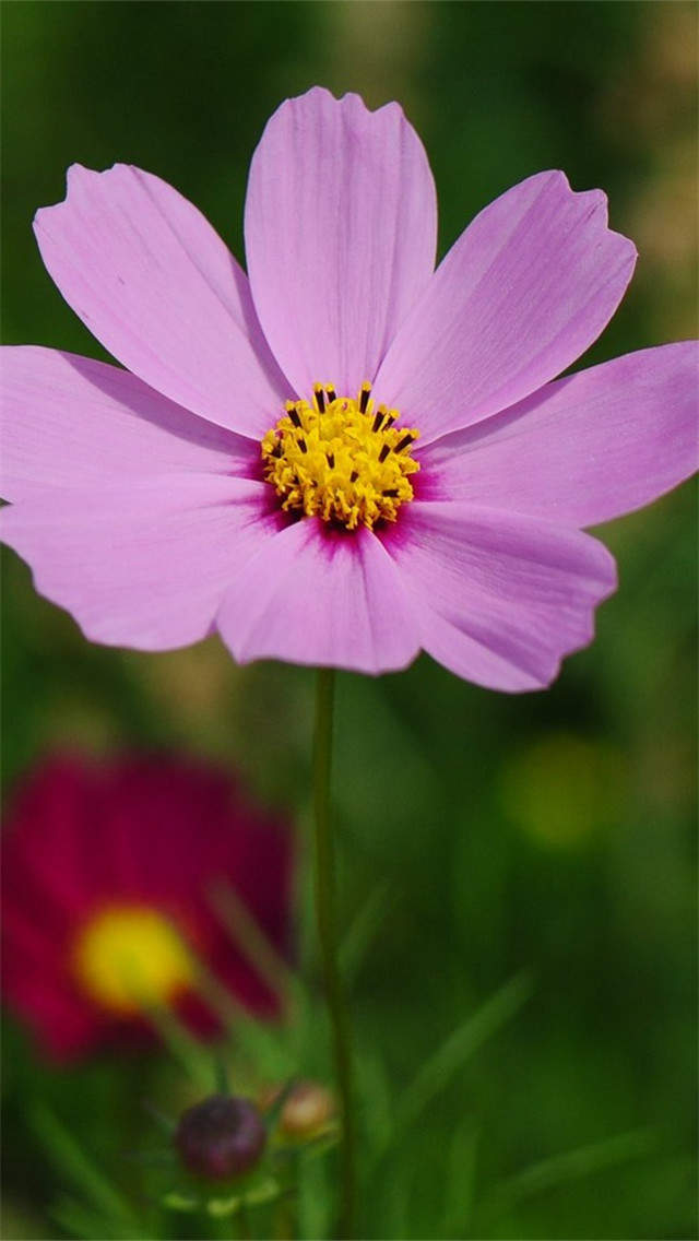 格桑花图片