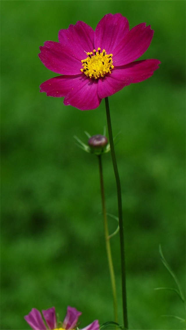 格桑花图片