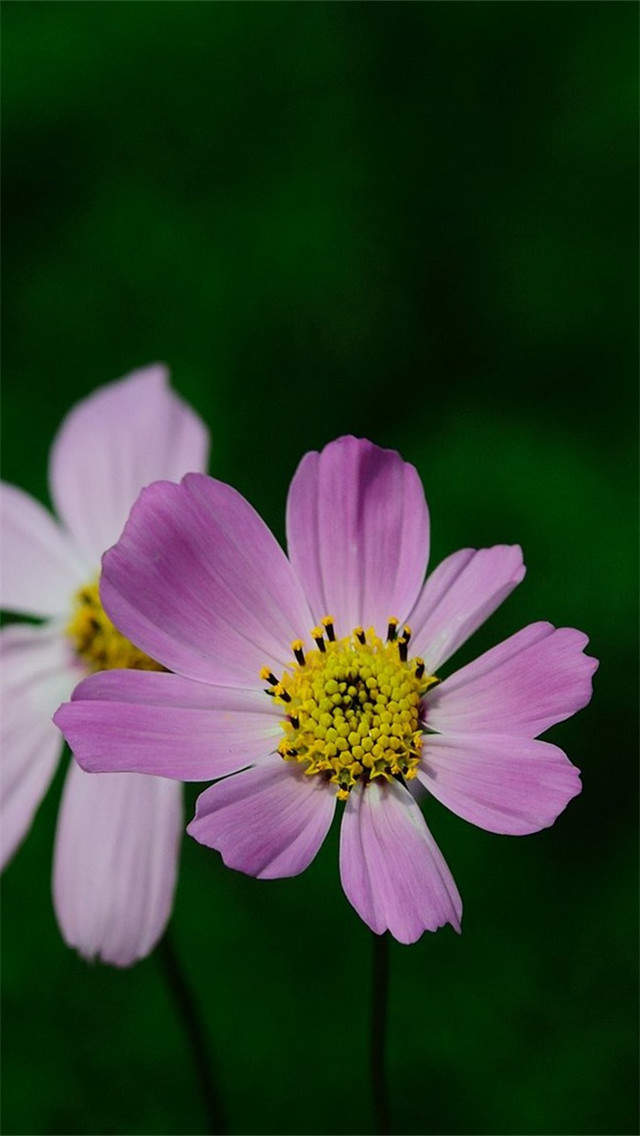 格桑花图片