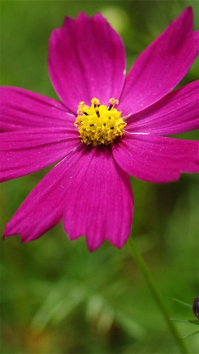 格桑花图片