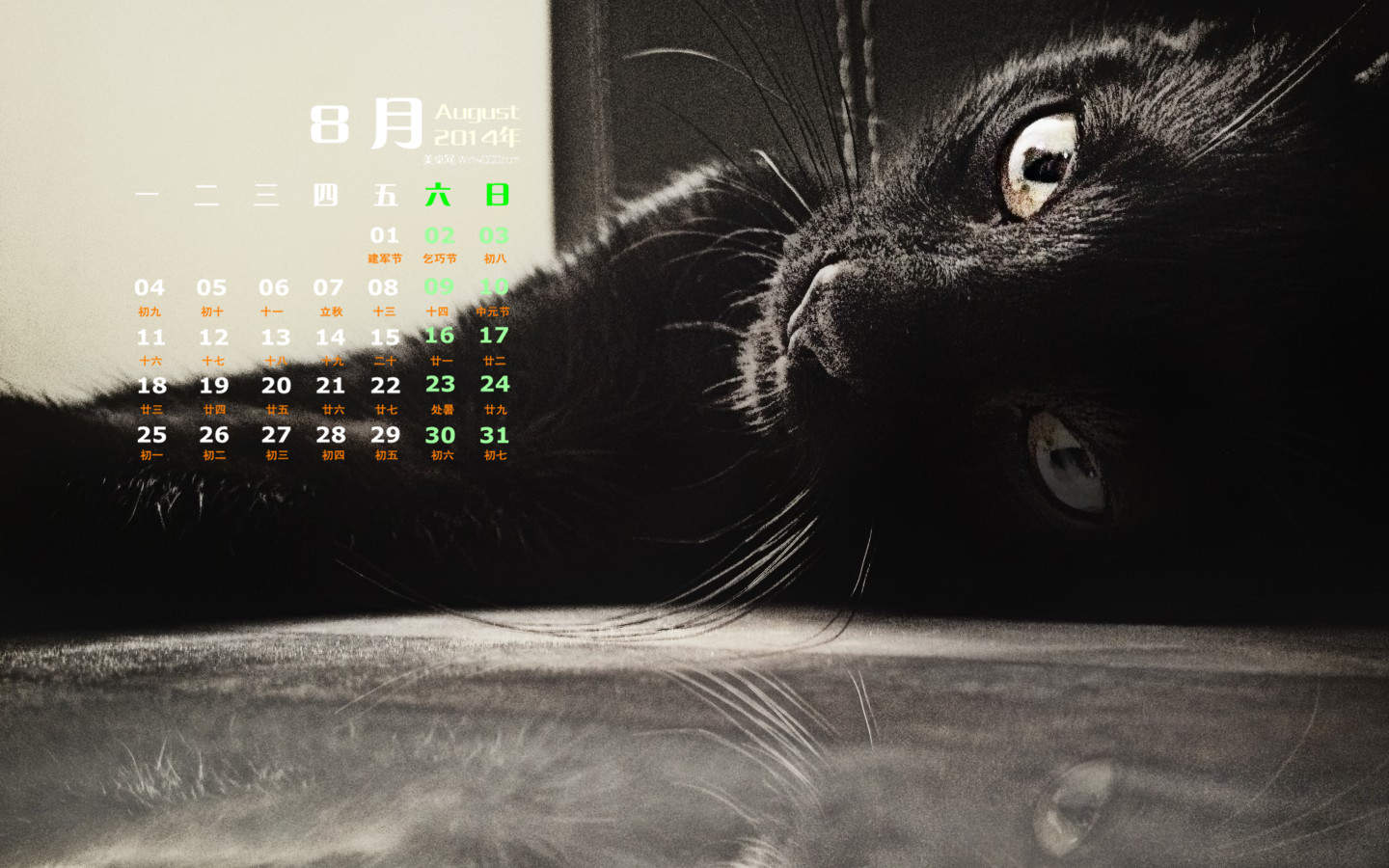 乖巧可爱猫咪图片手机壁纸图片