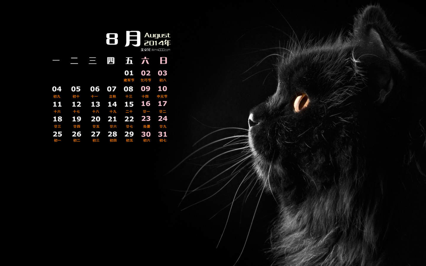 宠物搞笑图片：和植物一起生长的可爱猫咪图片图片