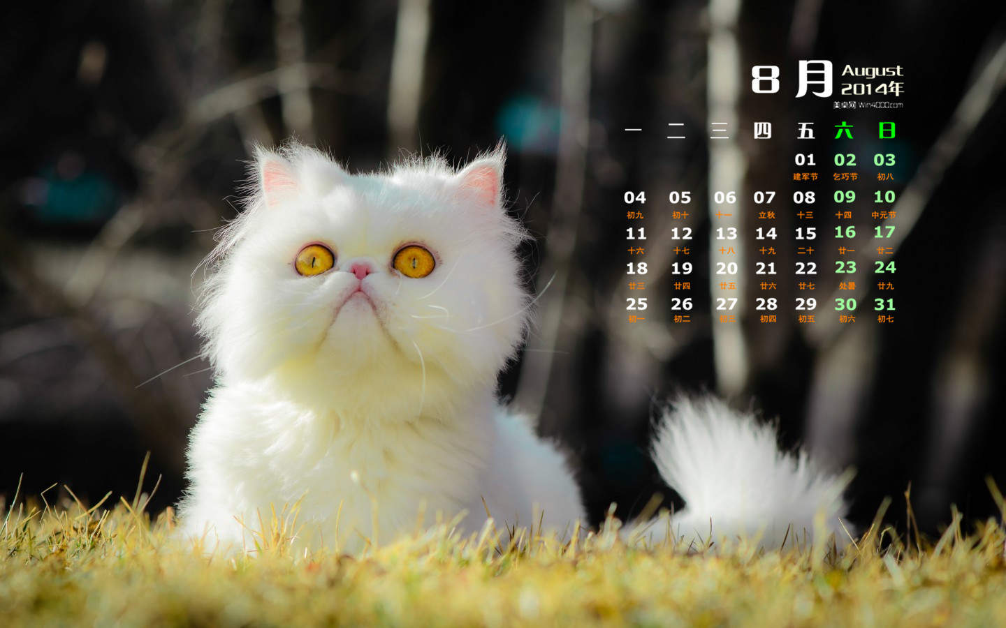 乖巧可爱猫咪图片手机壁纸图片