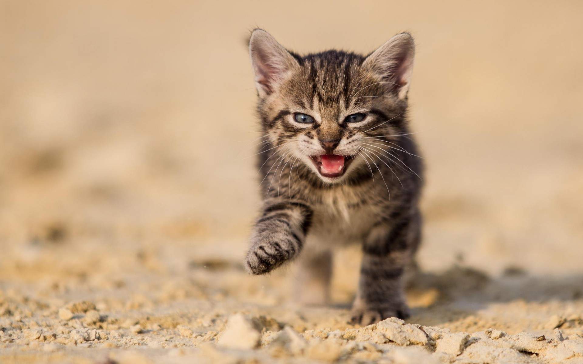 可爱宠物小猫咪呆萌抓拍特写桌面壁纸下载图片
