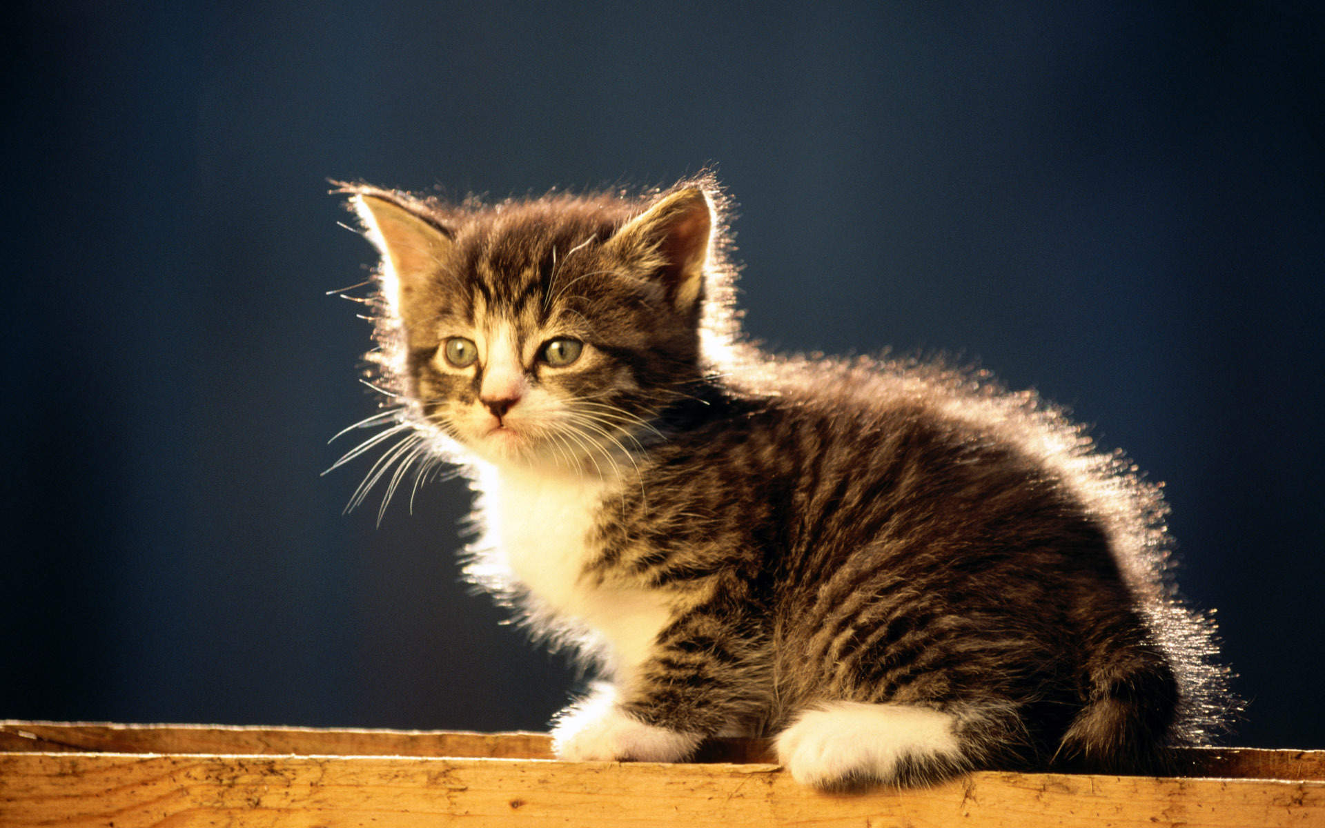 2022年9月日历可爱动物猫咪高清桌面壁纸图片图片
