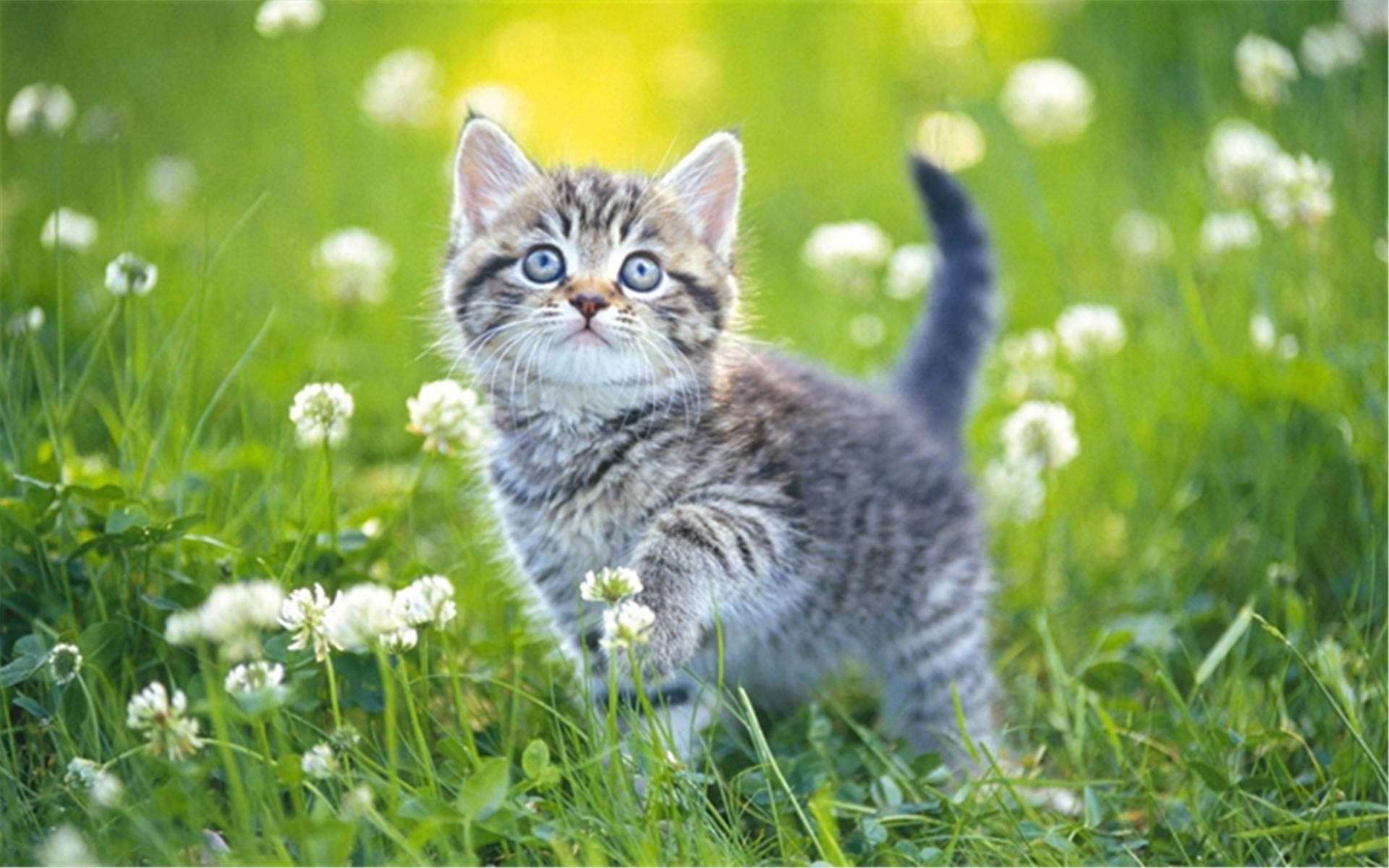 2022年9月日历可爱动物猫咪高清桌面壁纸图片图片
