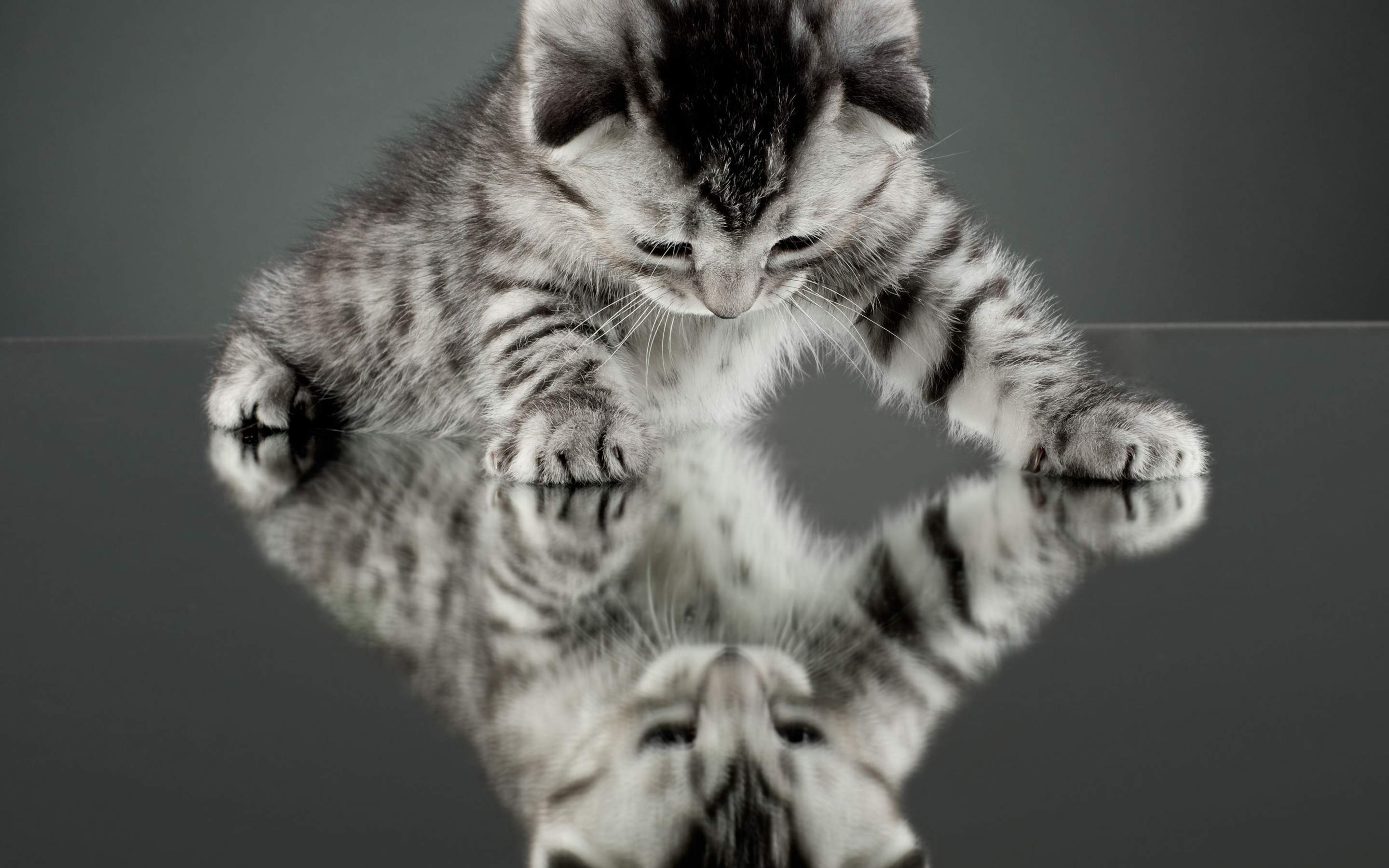 可爱宠物小猫咪呆萌抓拍特写桌面壁纸下载图片