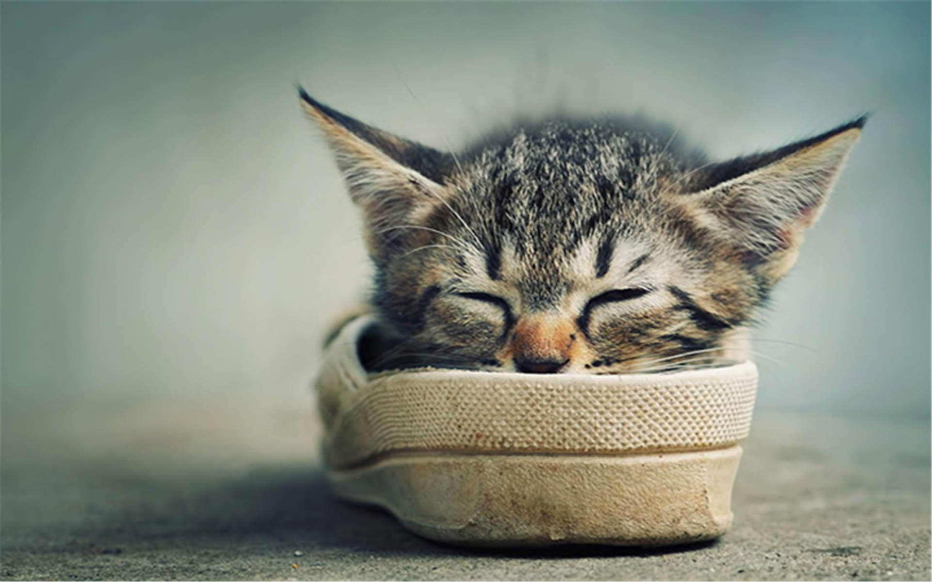 2022年9月日历可爱动物猫咪高清桌面壁纸图片图片
