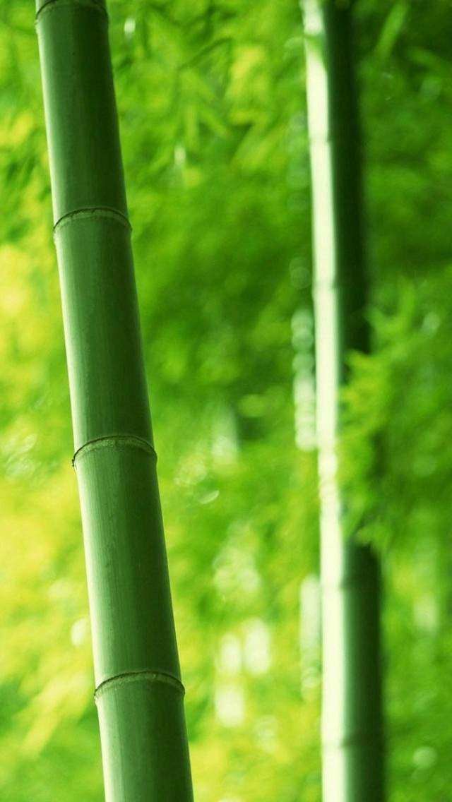 唯美小清晰养眼手绘插画iPhone5S高清手机壁纸图片