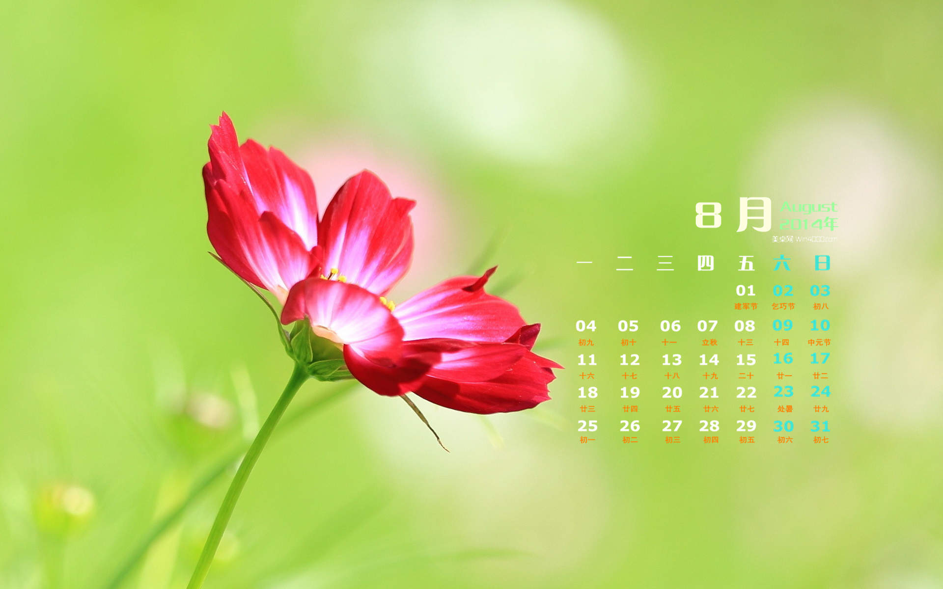 格桑花图片