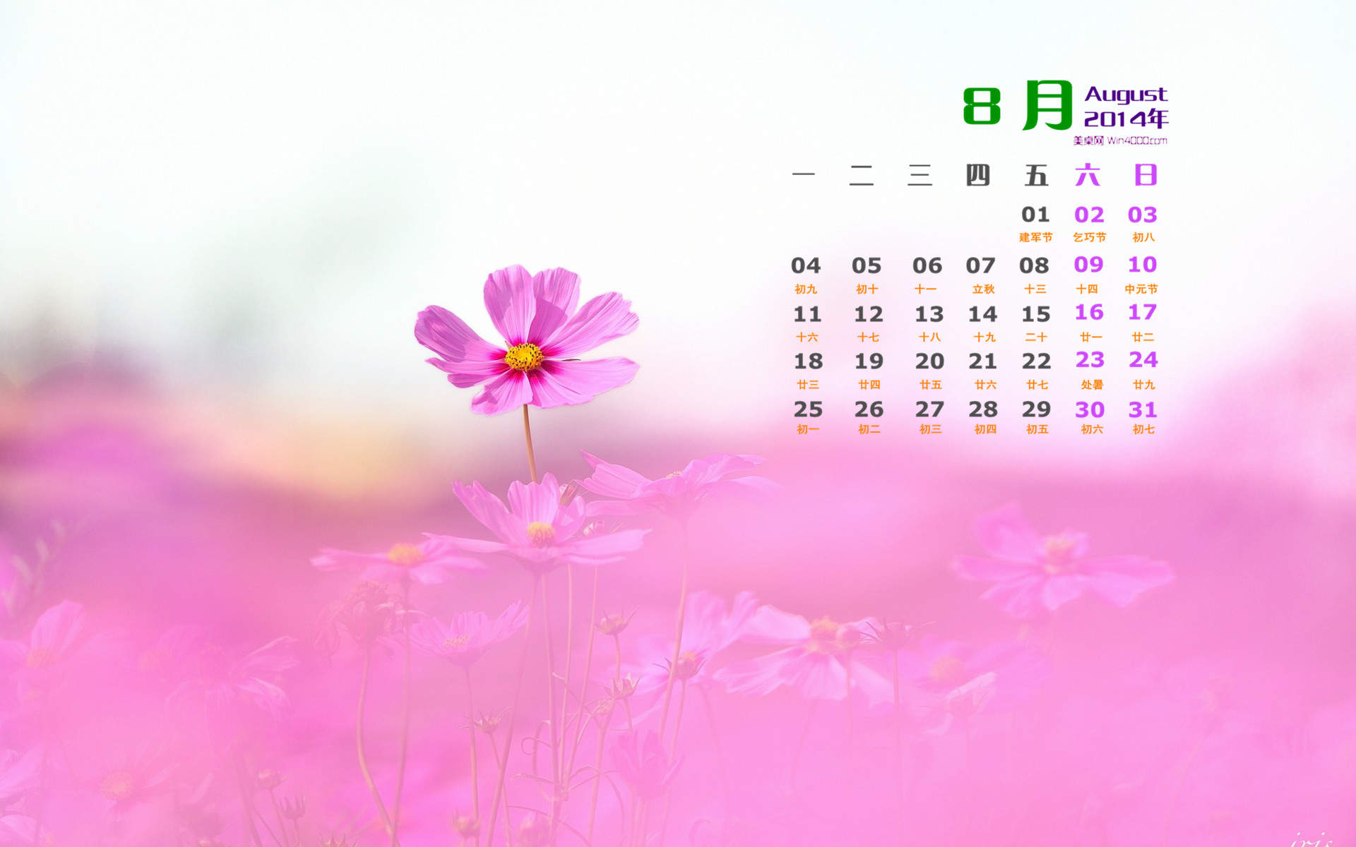 格桑花图片
