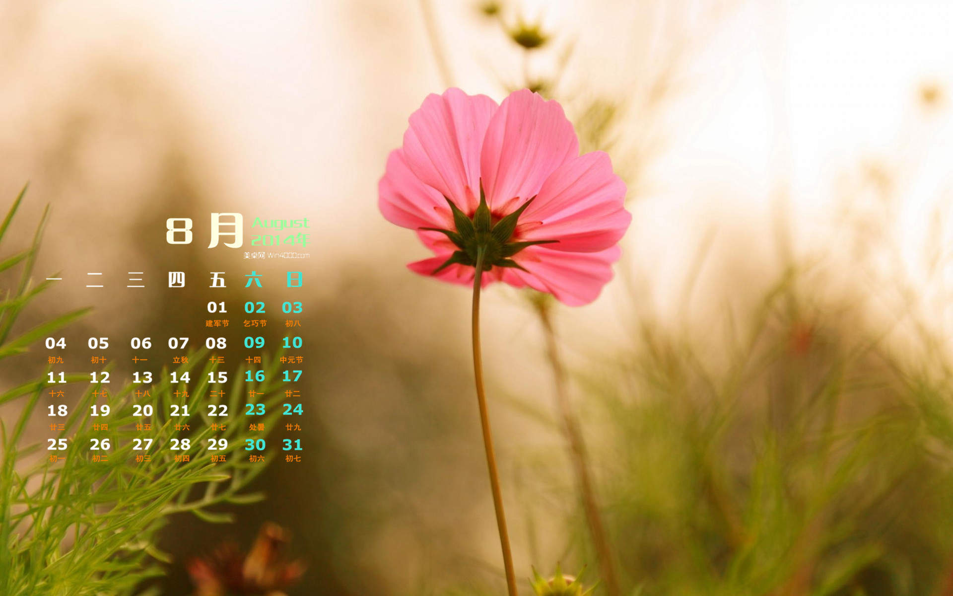 格桑花图片