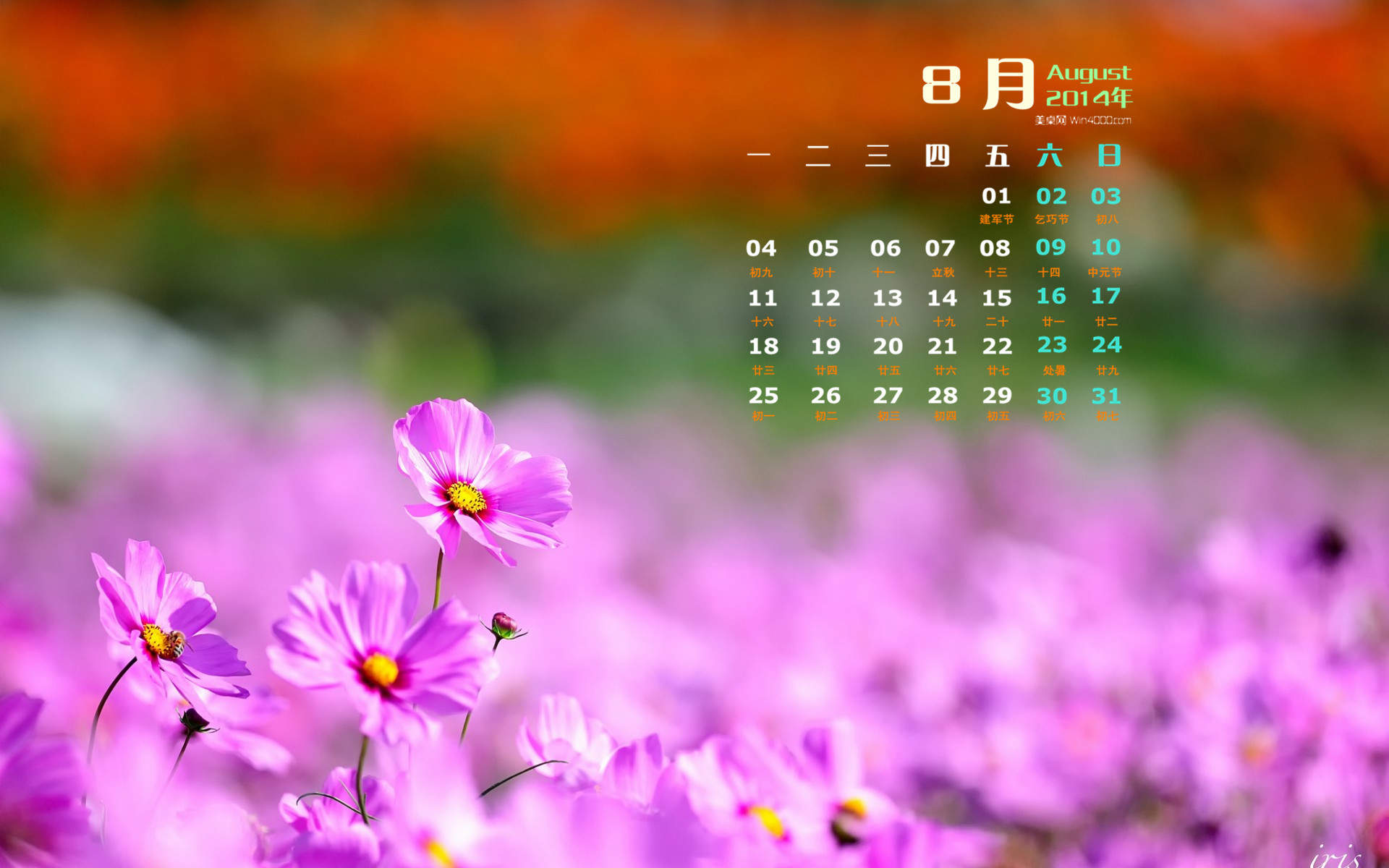 格桑花图片