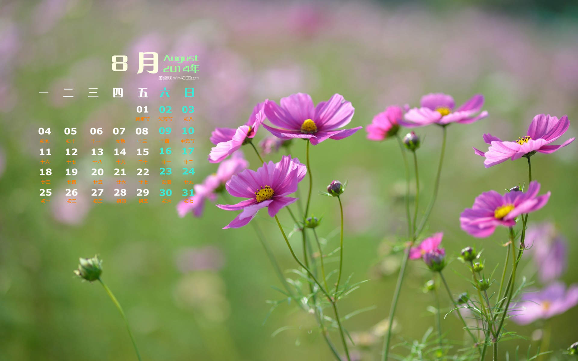 格桑花图片
