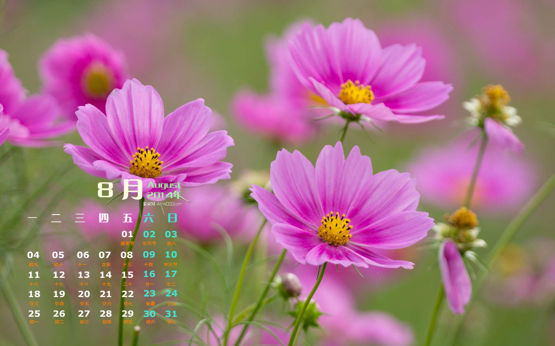 格桑花图片