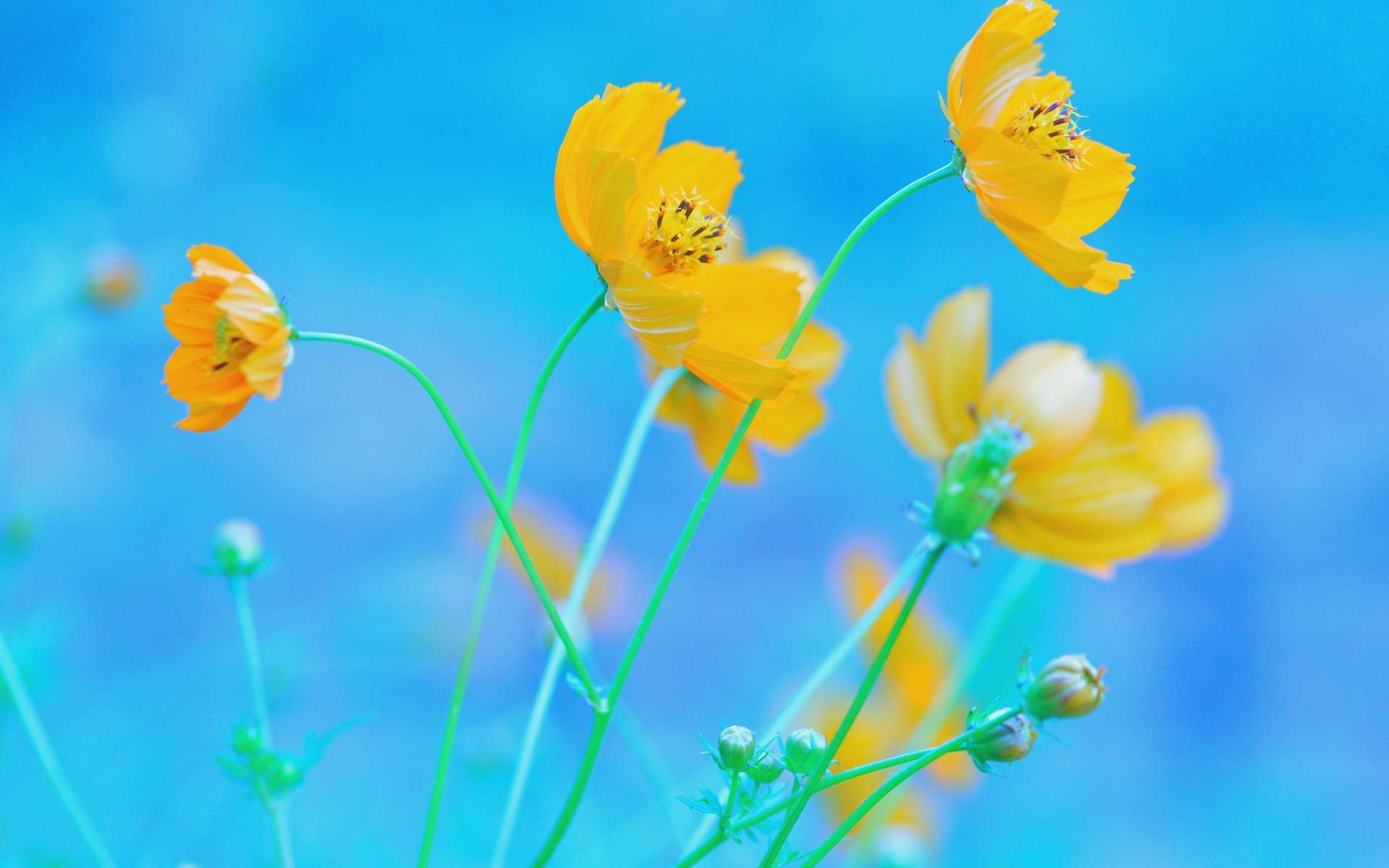 神圣美丽的格桑花唯美图片手机壁纸图片