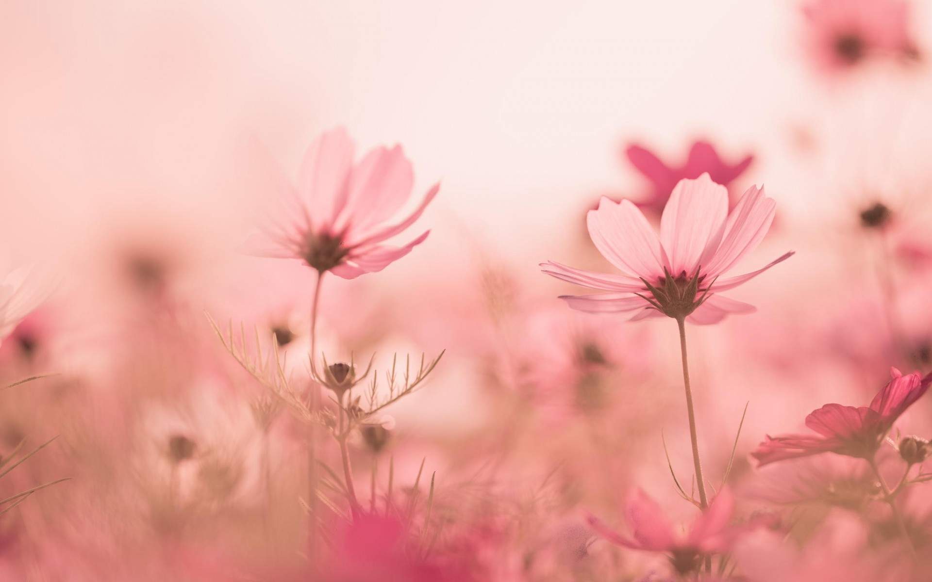 格桑花图片