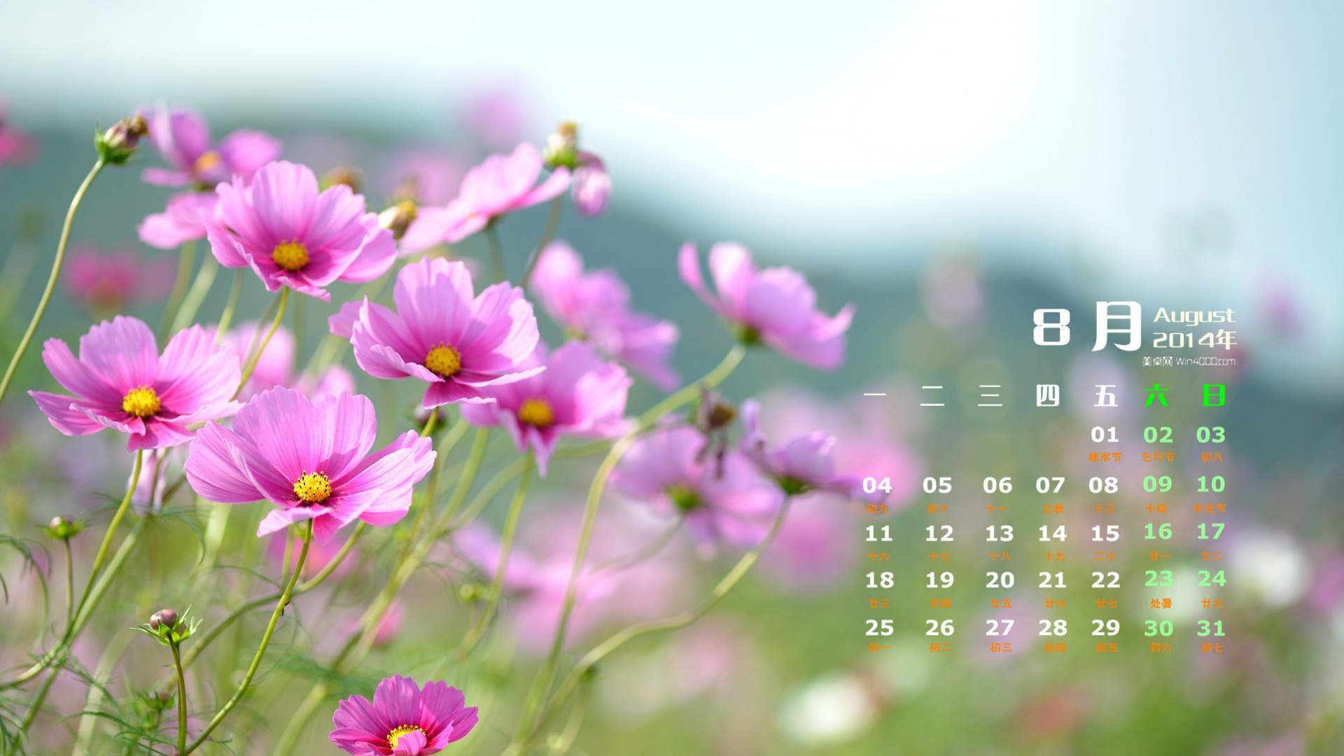 格桑花图片