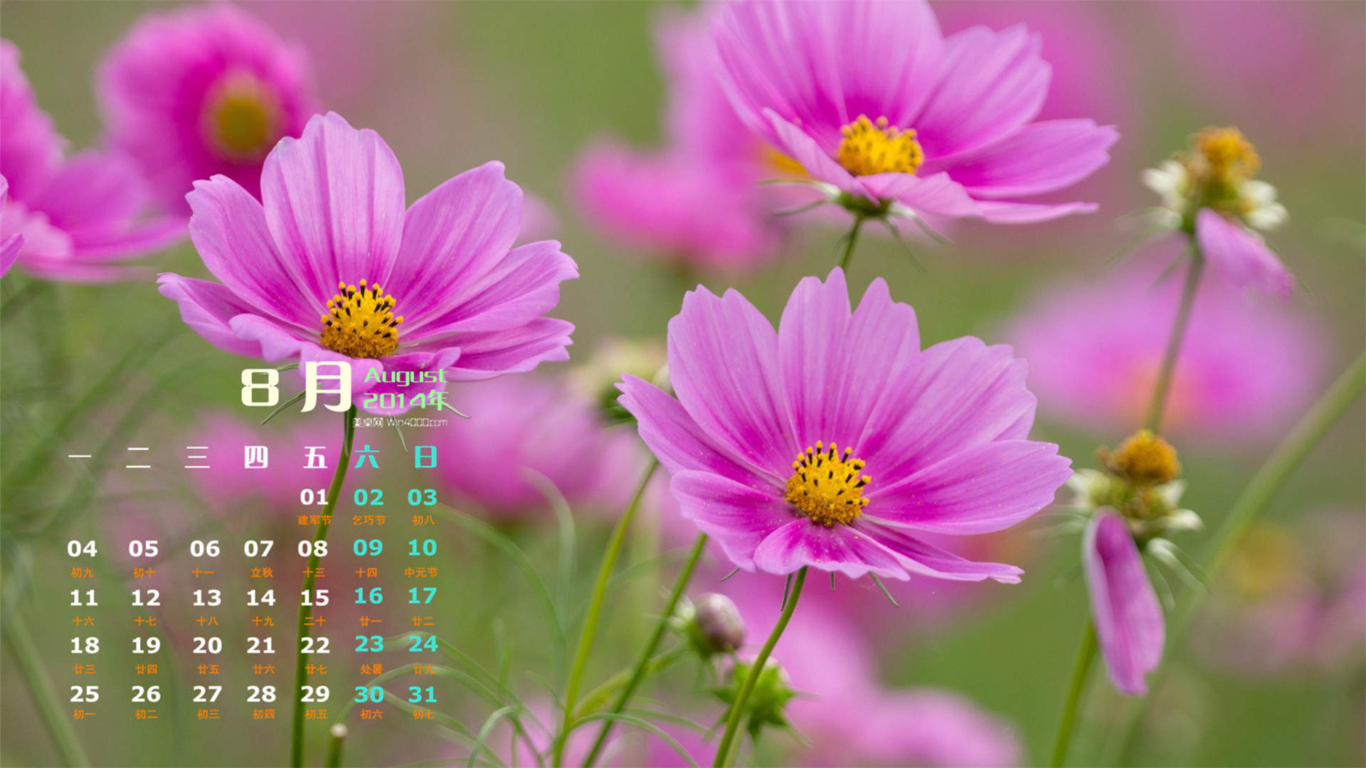 格桑花图片