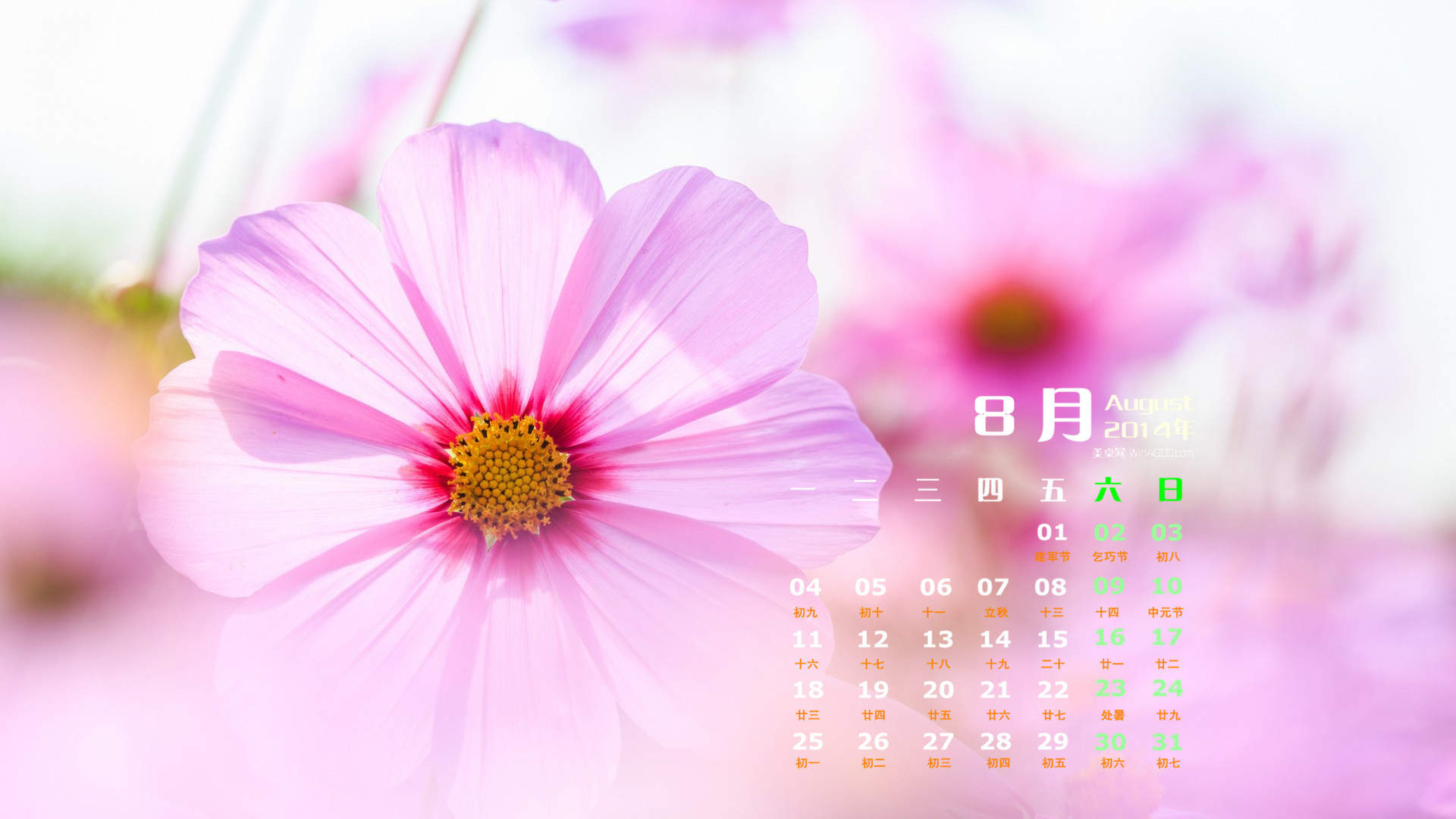 格桑花图片