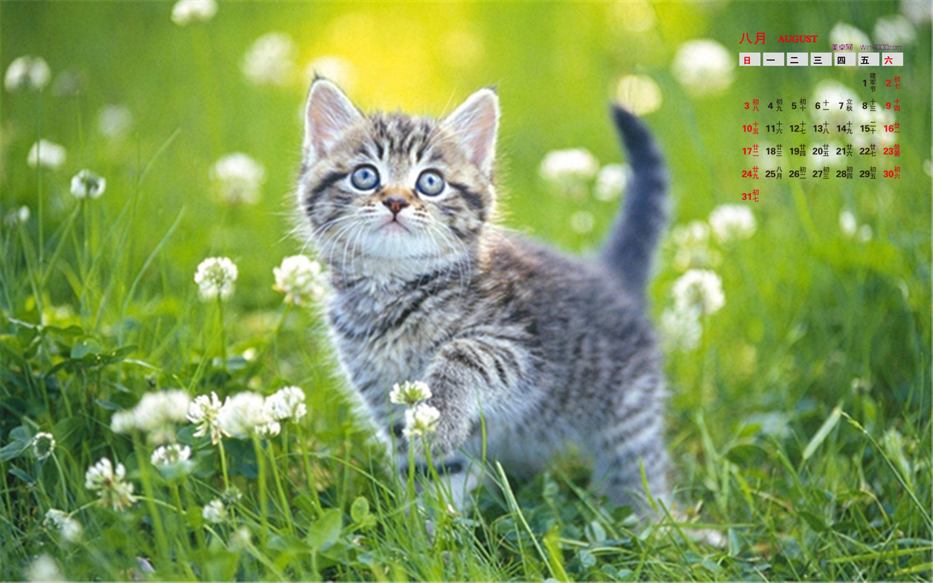 卖萌可爱猫咪高清图片大全宽屏电脑桌面壁纸下载第一辑图片