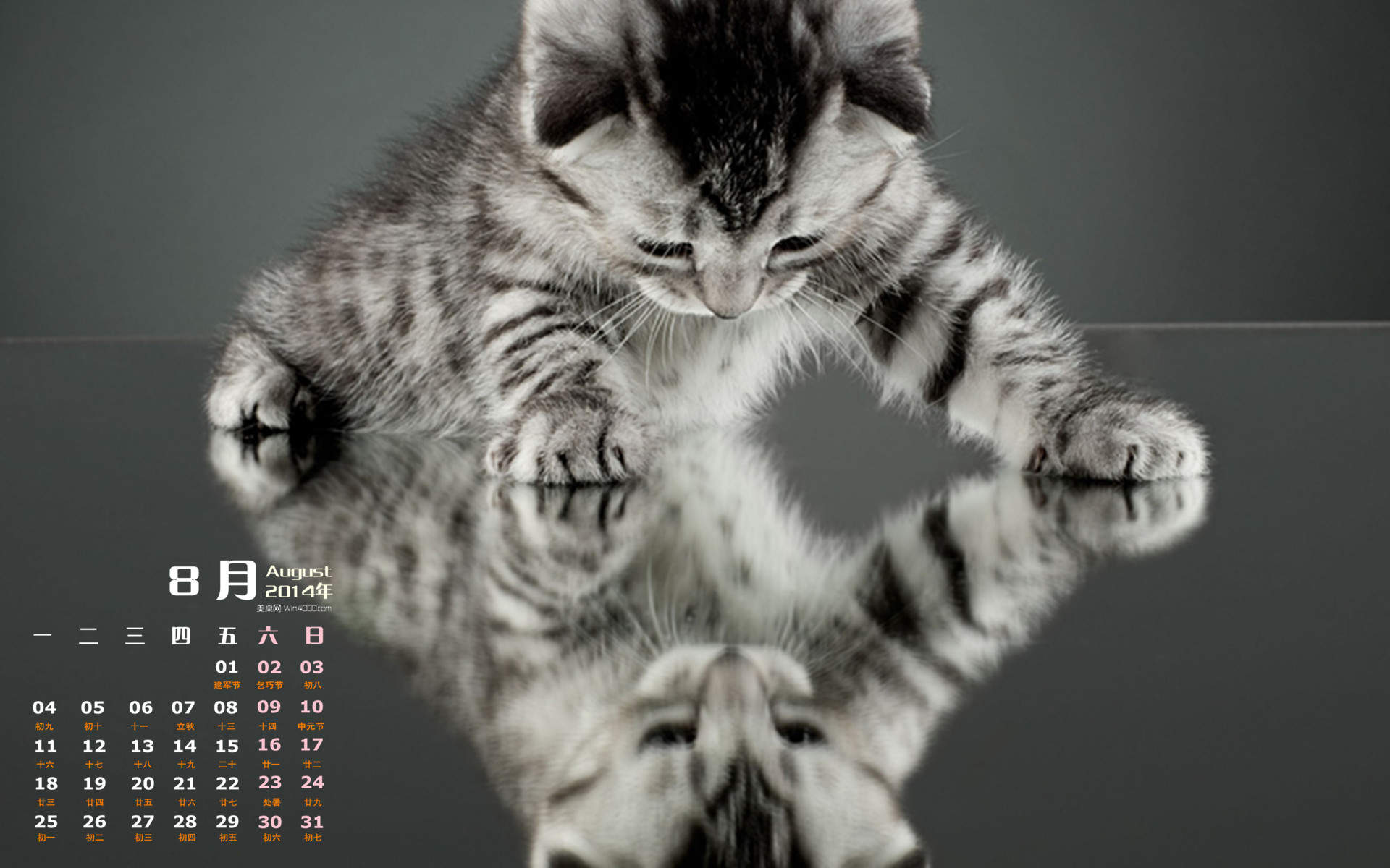 2015年1月日历壁纸惹人怜爱的可爱猫咪大图高清图集第一辑图片