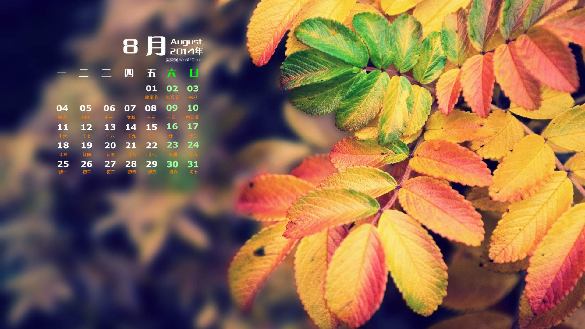 2014年8月日历壁纸微距树叶摄影唯美意境图片第二辑图片