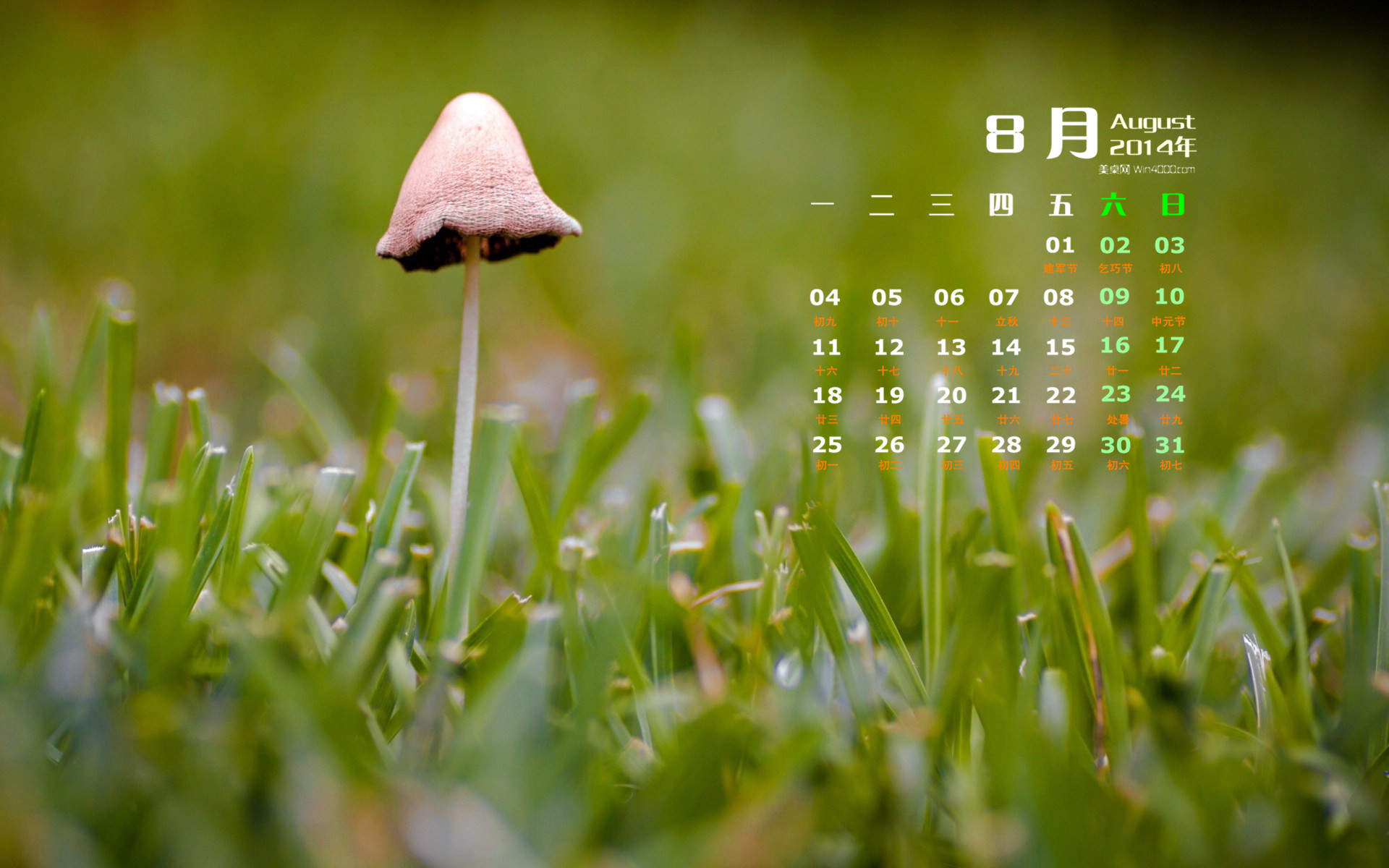 蘑菇图片