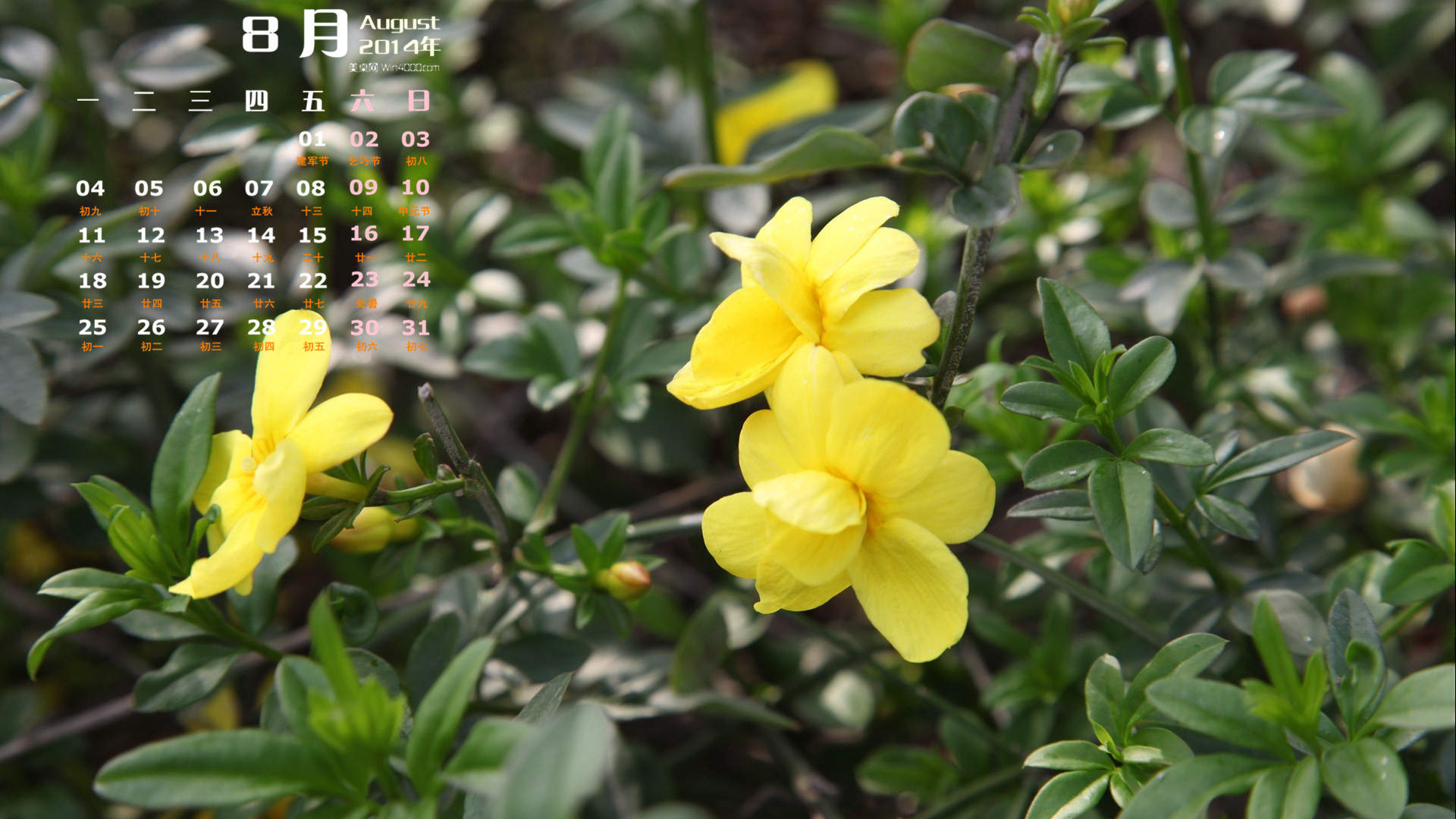 2014年8月日历壁纸性感女星詹妮弗安妮斯顿简约时尚写真图片