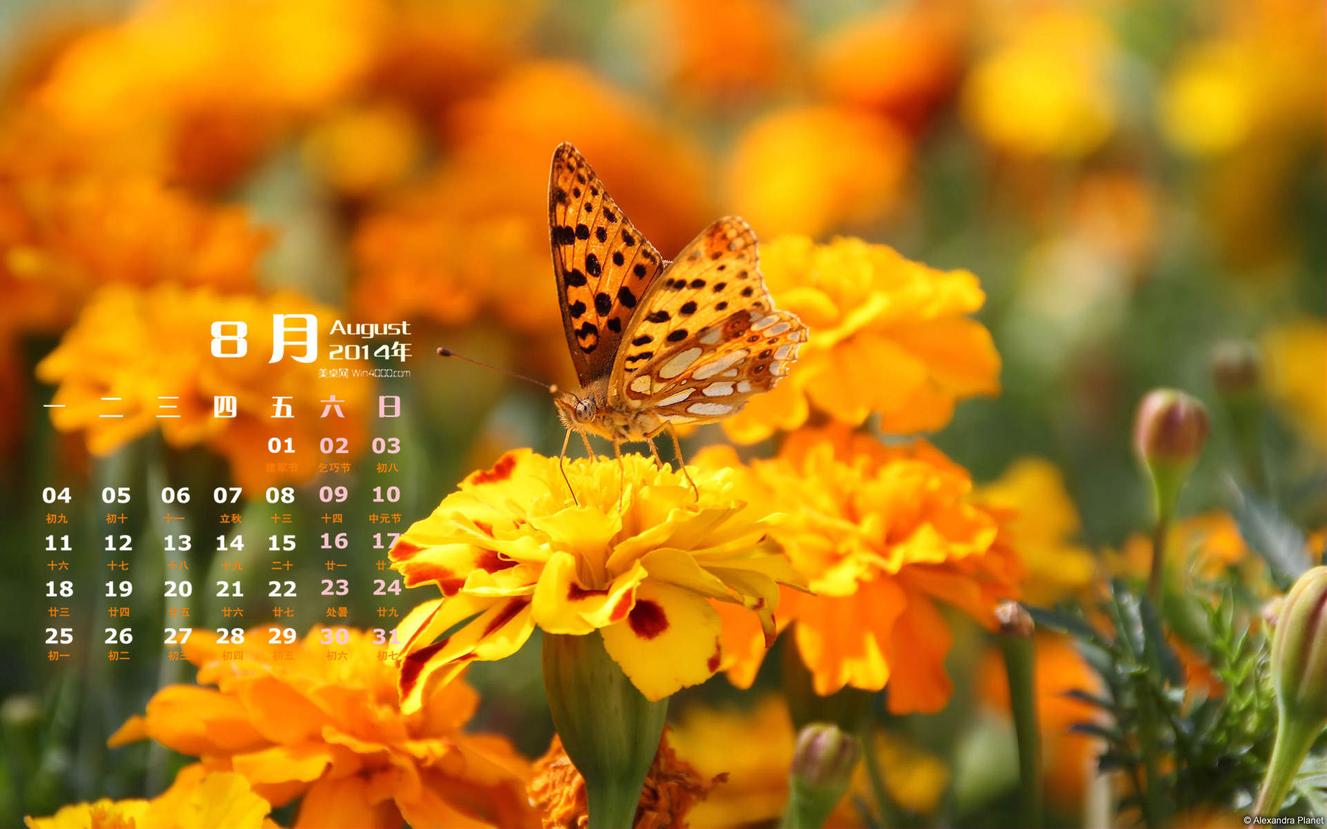 2014年8月日历创意冰块摄影高清电脑桌面主题壁纸(二)图片
