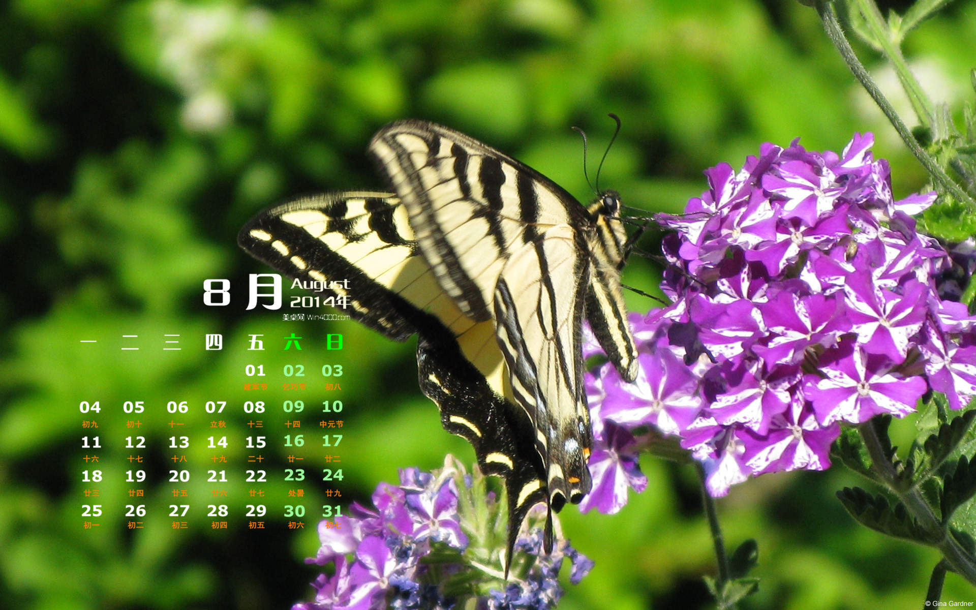 2014年8月日历图片